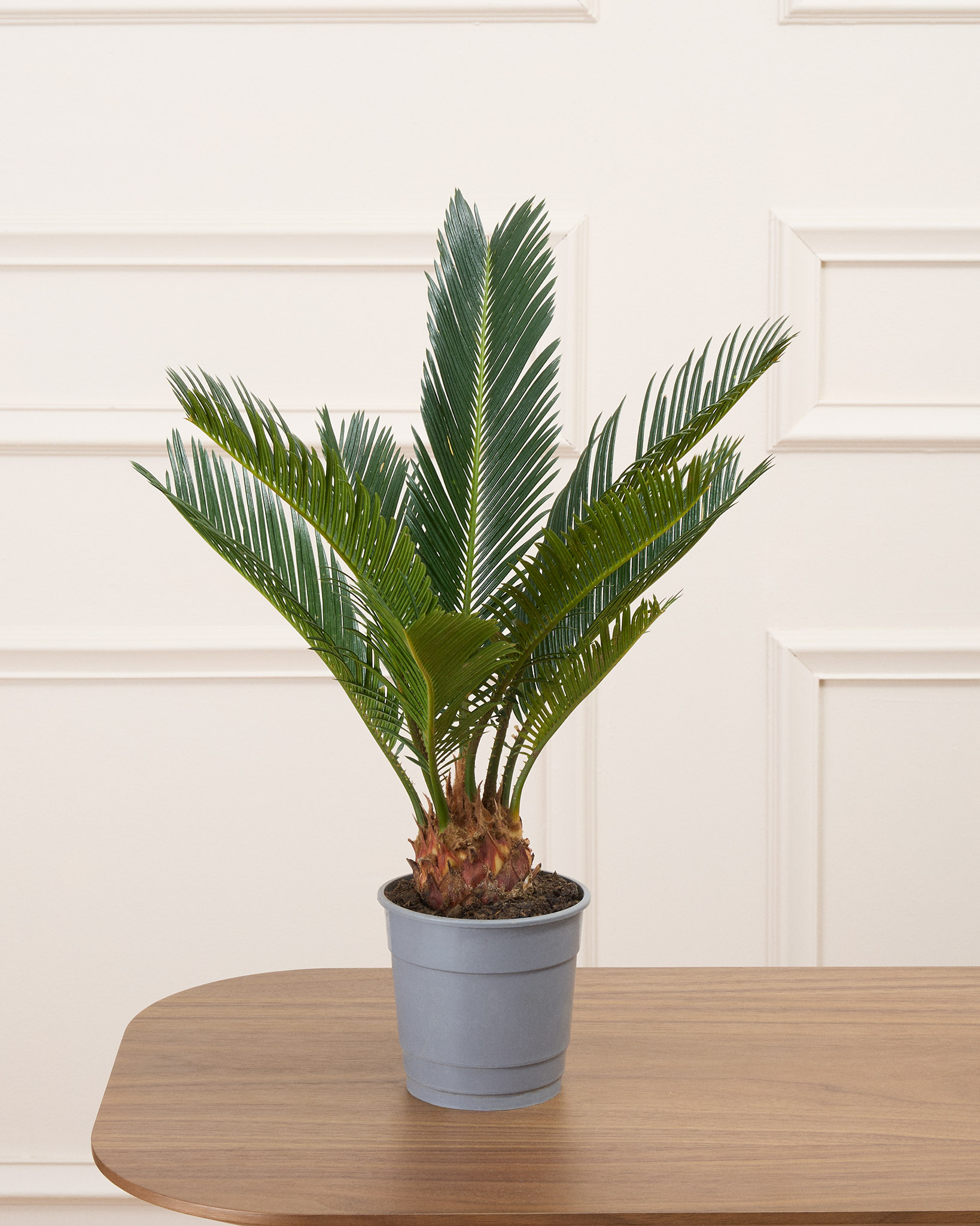 Rita sans cache-pot - Cycas 