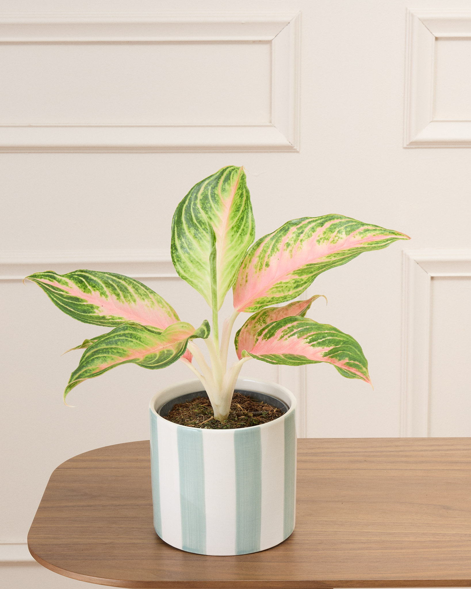 Aglaé et son cache-pot rayé vert- Aglaonema