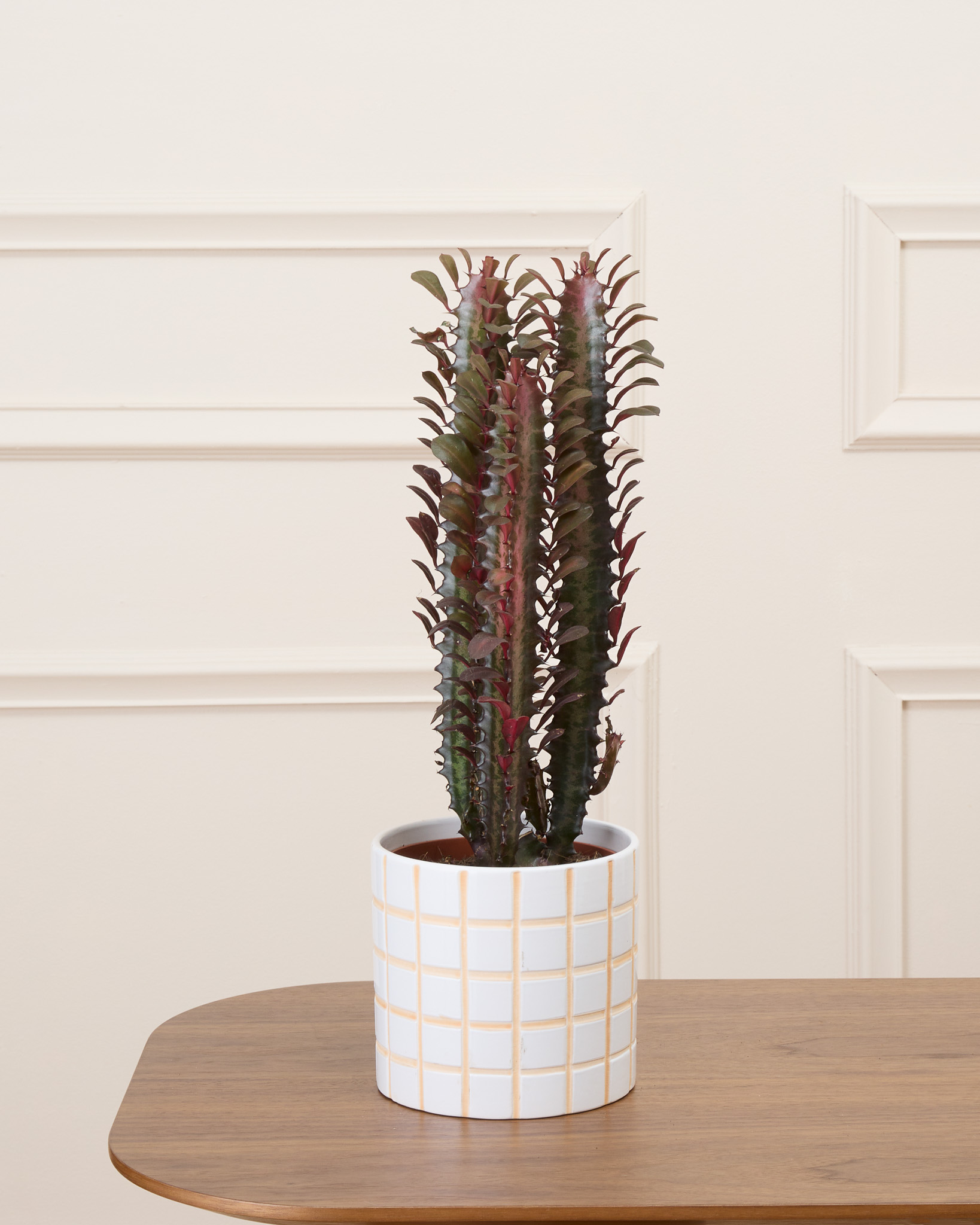 Gus et son cache-pot quadrillé - Cactus rouge