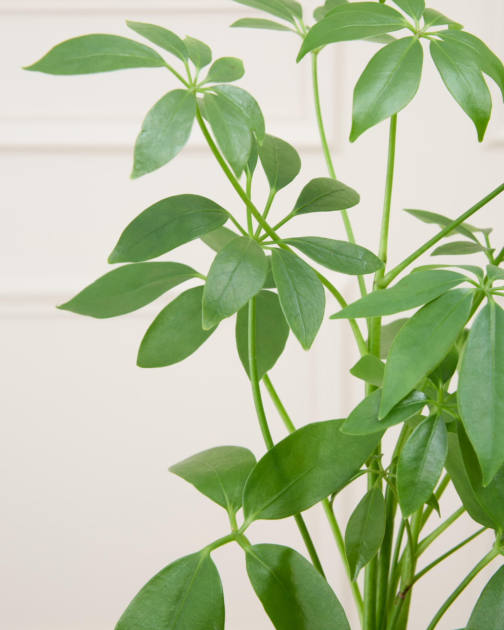 zoom sur les feuilles du schefflera