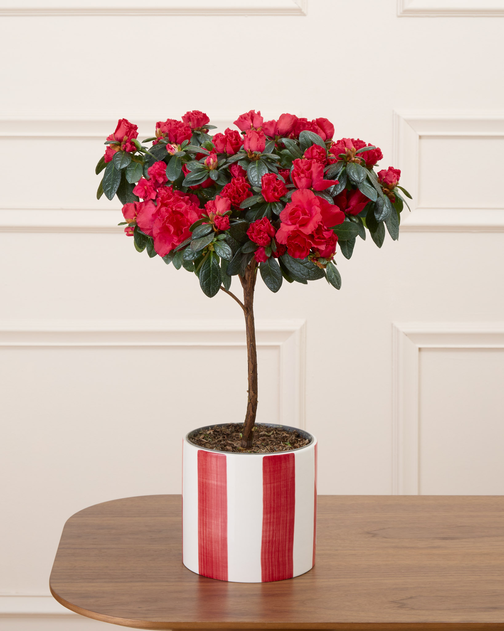Désirée et son cache-pot rayé rouge - Azalée rouge sur tige