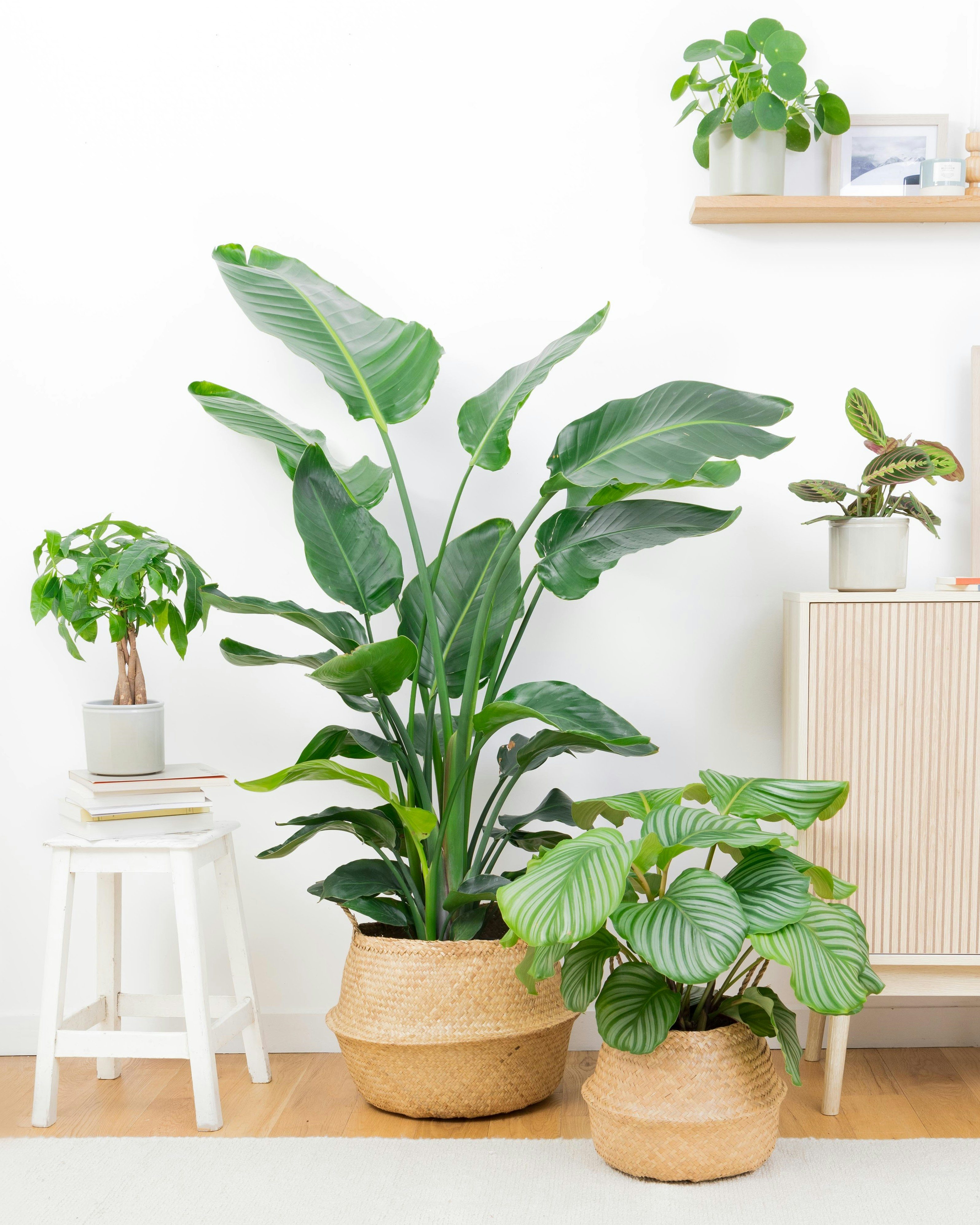 Tribu Emménagement - Livraison plantes d'intérieur et plantes vertes