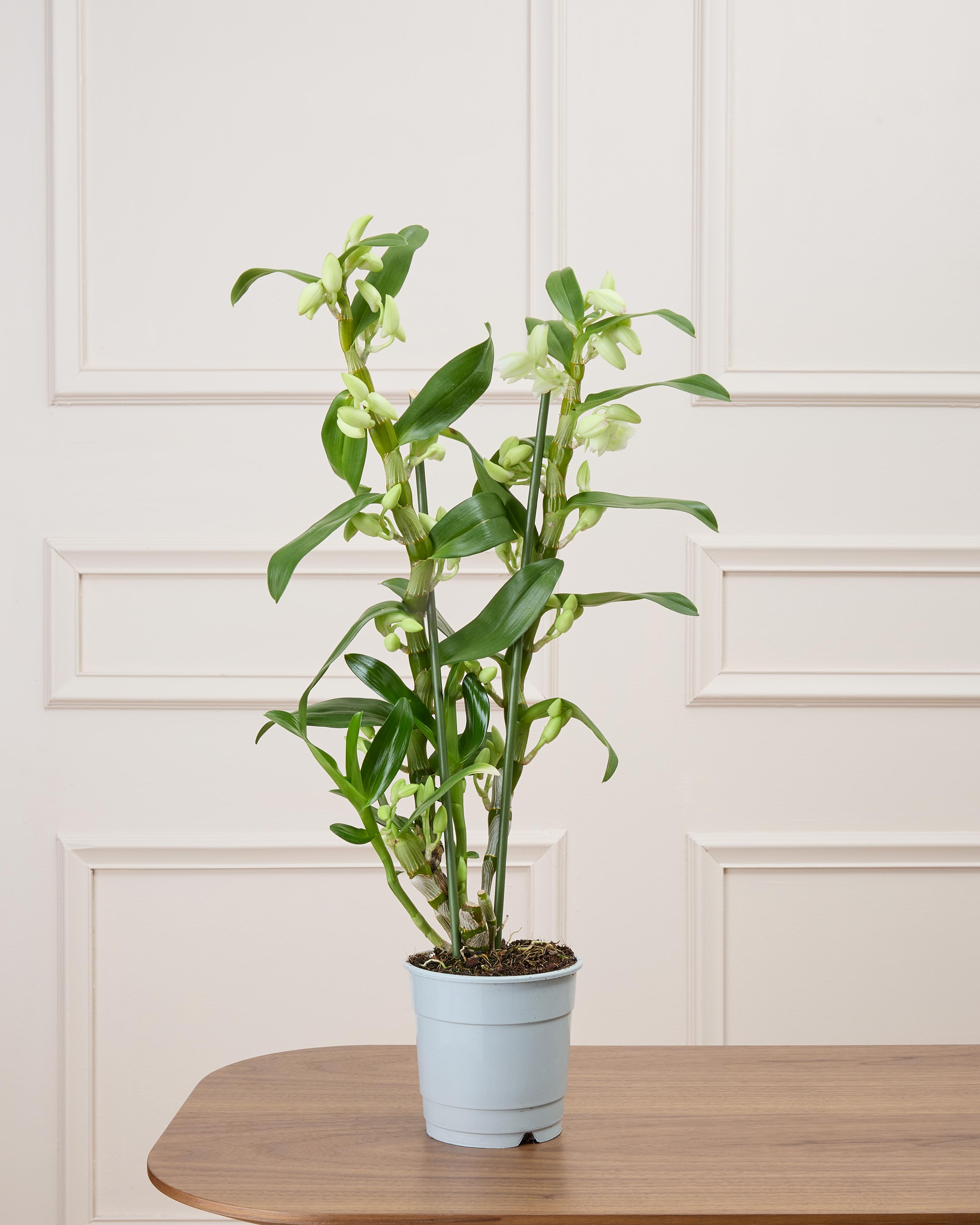 Alba sans cache-pot - Orchidée. Cette orchidée peut être livrée à différents stades de floraison.