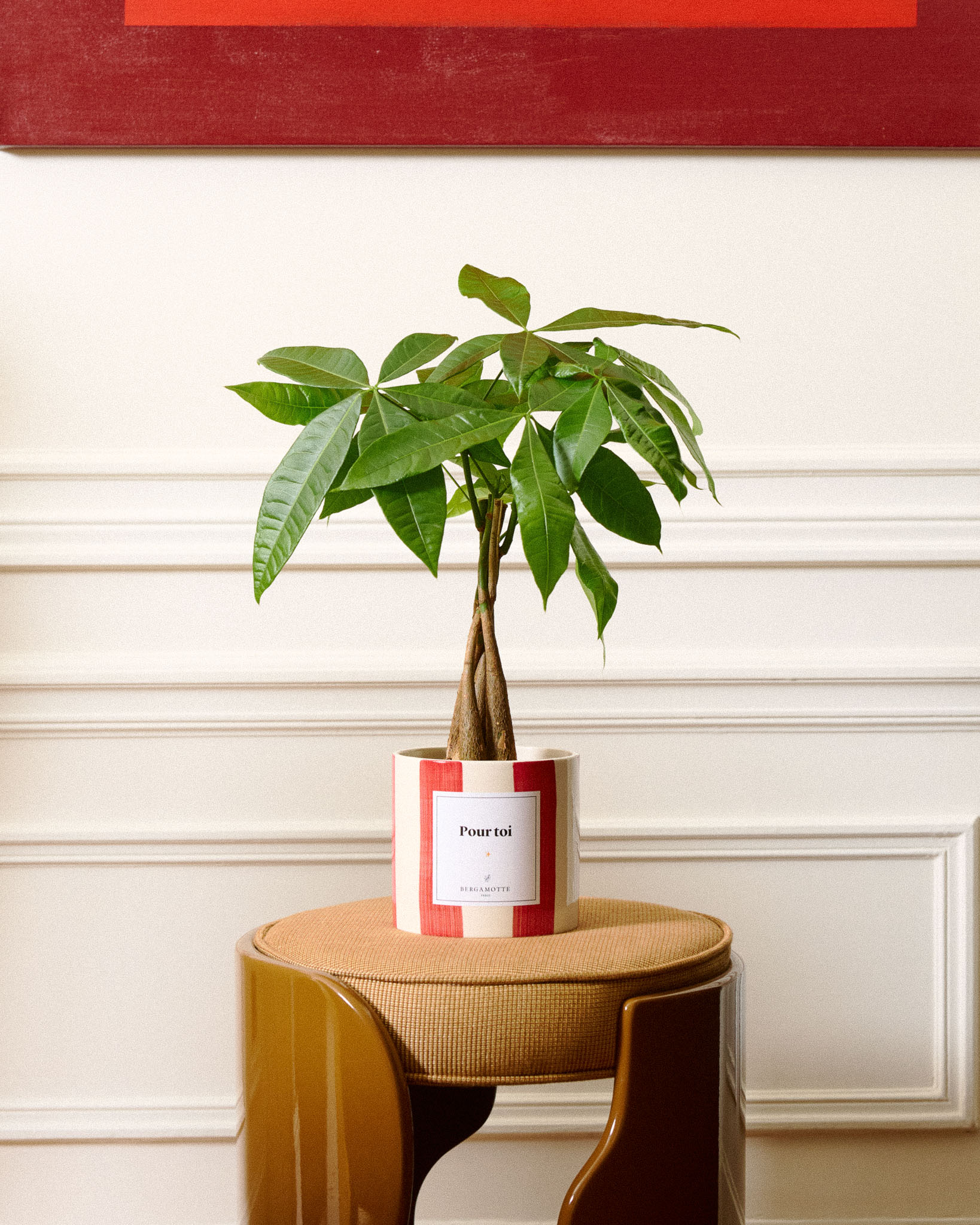 Pachira James et son pot en céramique verte