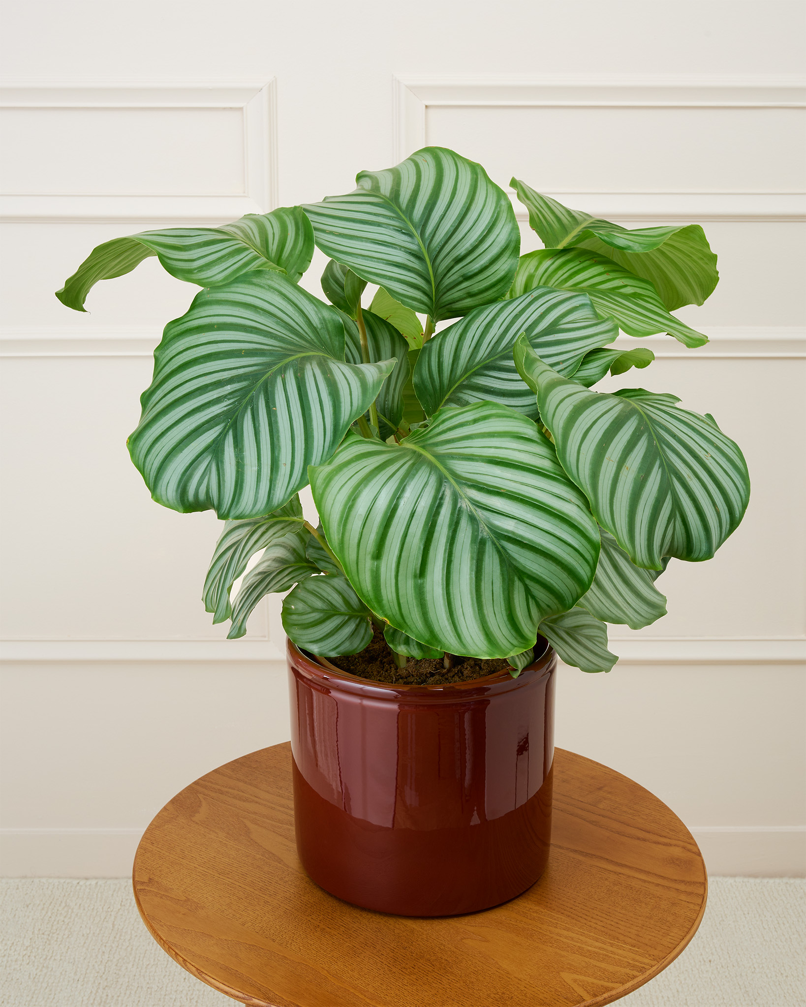 Théo et son cache-pot en céramique brun - Calathea orbifolia