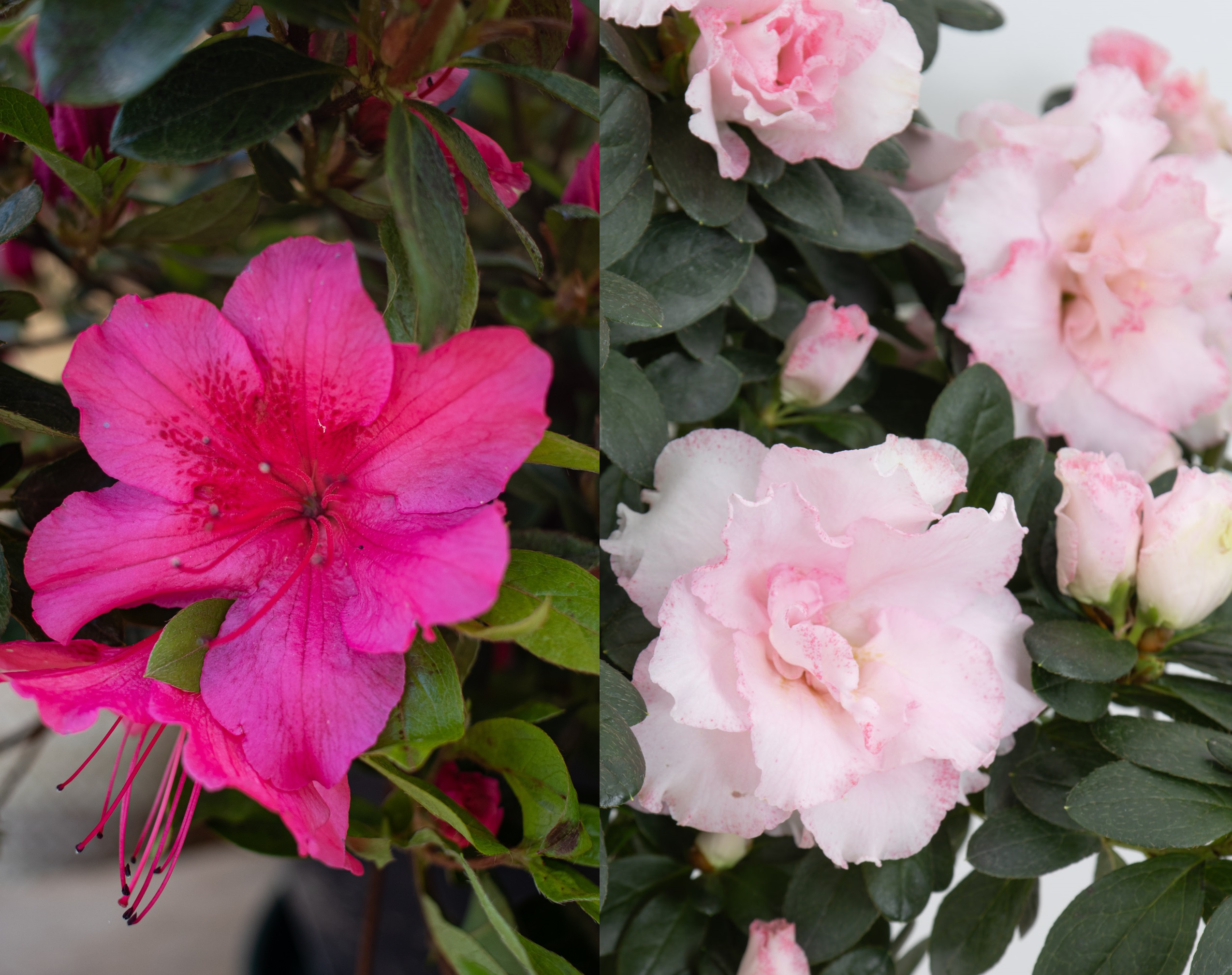 azalee-interieur-fleurs