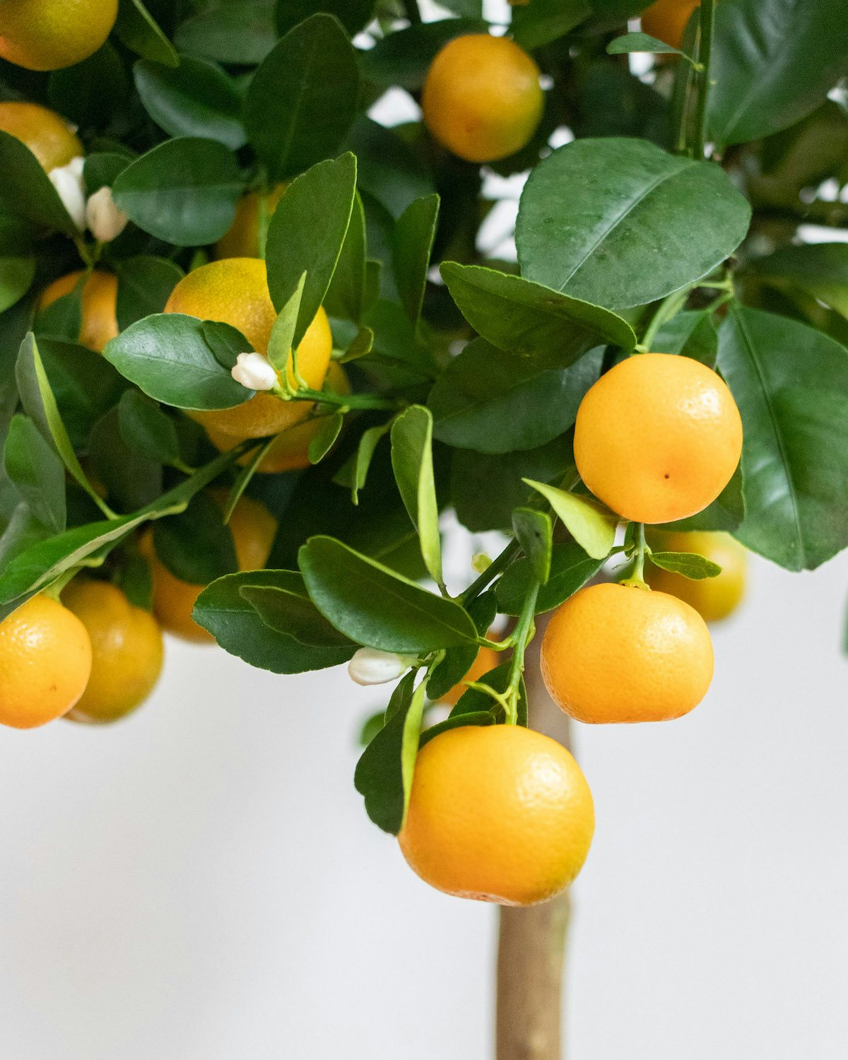Zoom sur Paolo - Calamondin (Selon la saison, la plante peut être livrée avec des fruits verts ou orange)