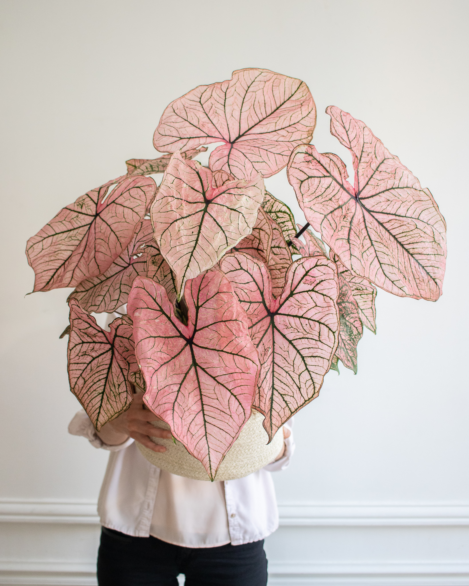 planter-caladium