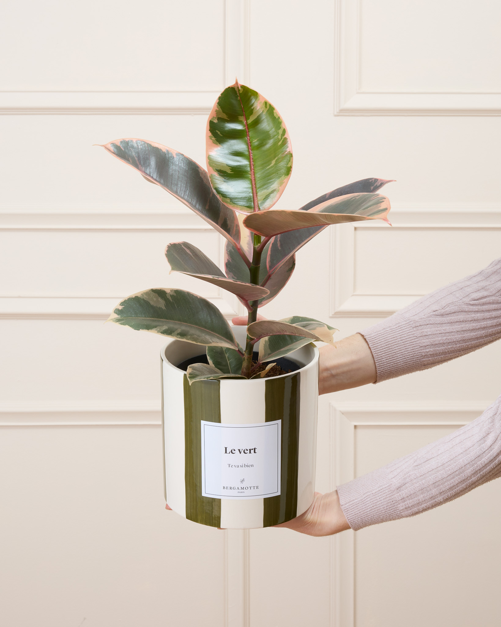 Philomène - Ficus Belize