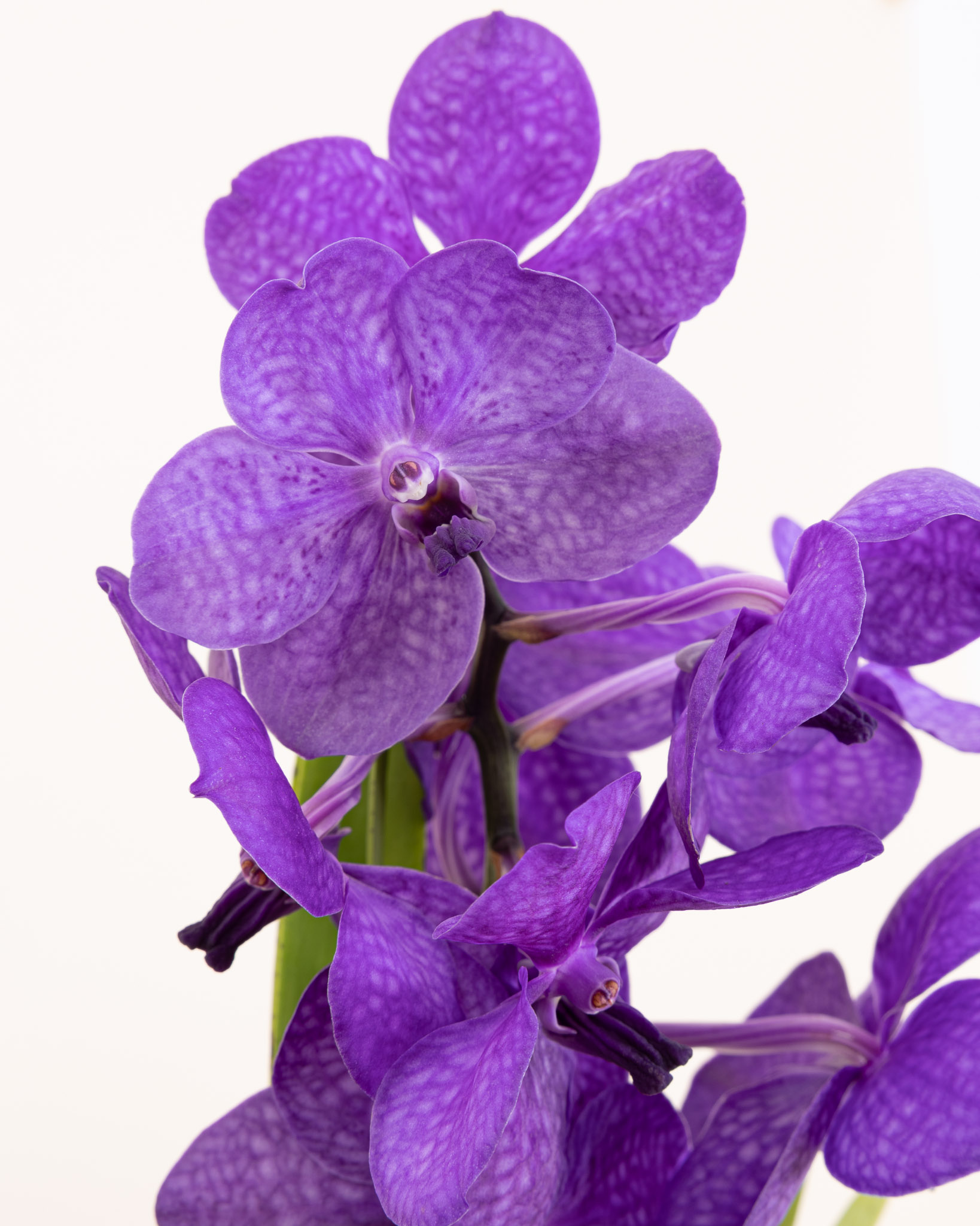 orchidee vanda violette