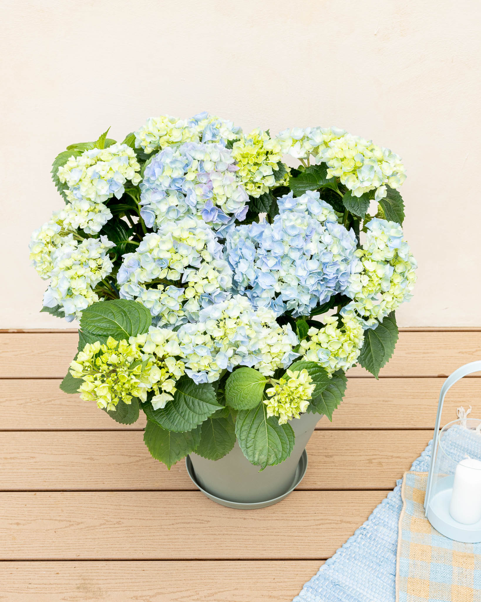 Éléonore et son pot vert - Hortensia