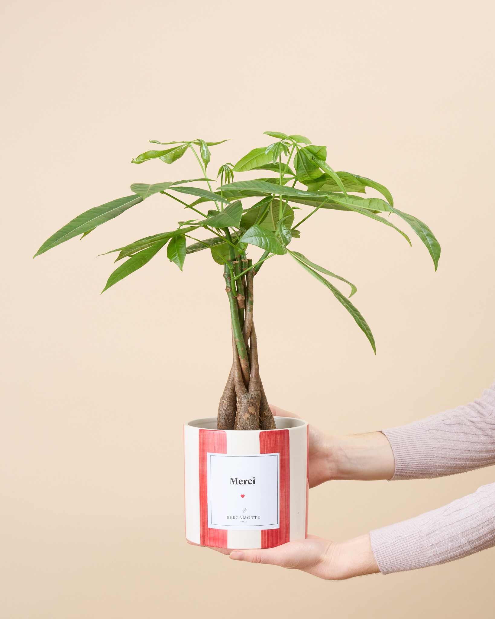 Pachira James (Chaque plante est unique : sa forme, sa hauteur et le nombre de ses feuilles peuvent varier. Photos non contractuelles.)