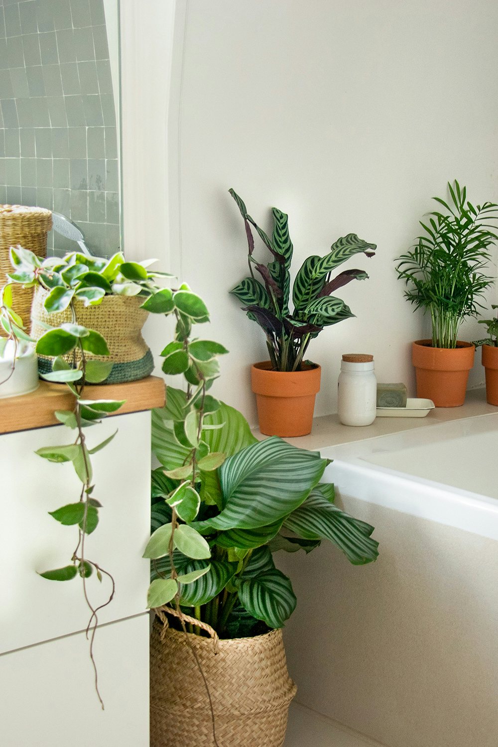 Top 9 des plantes à mettre dans votre salle de bain - Depuis mon hamac