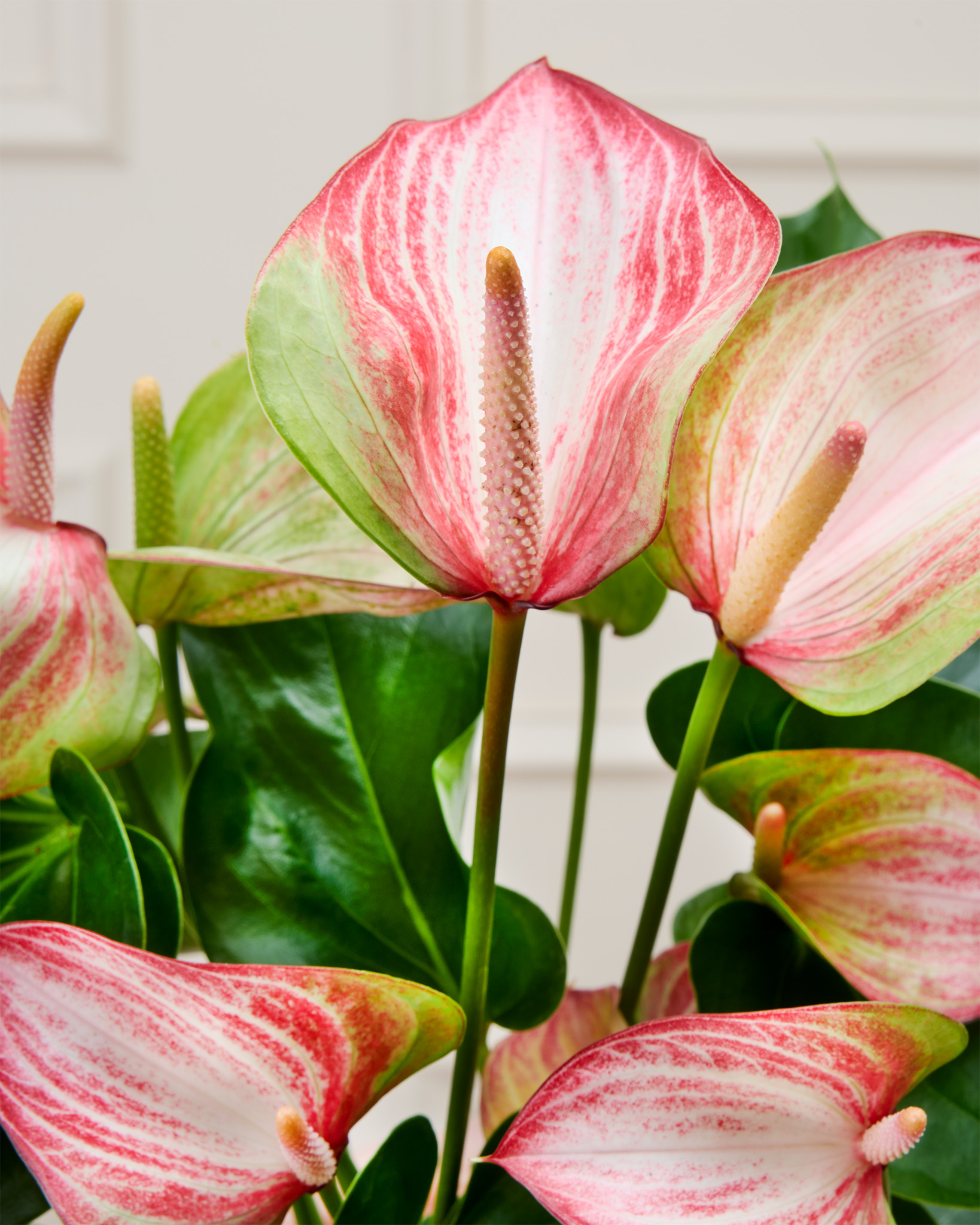 Zoom sur Nathanaël - Anthurium