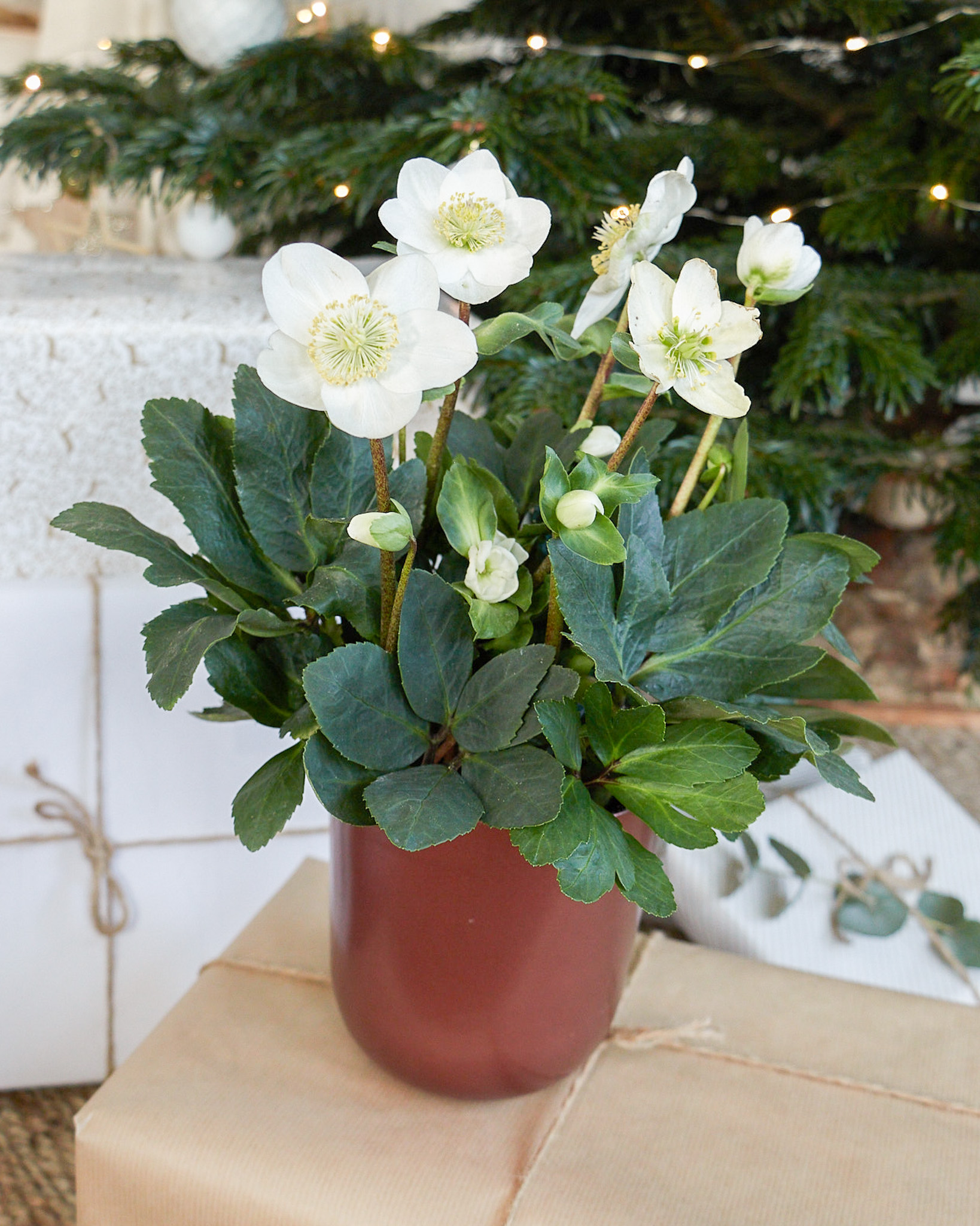 rose-de-noel-hellebore