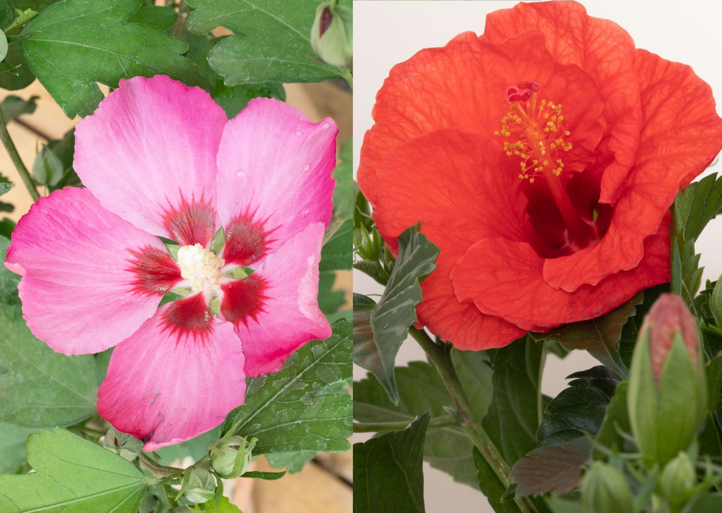 Hibiscus rosa-sinensis – hibiscus d'intérieur