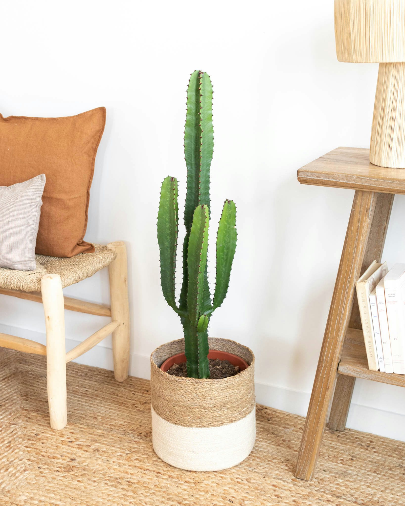 cactus-plante-grasse