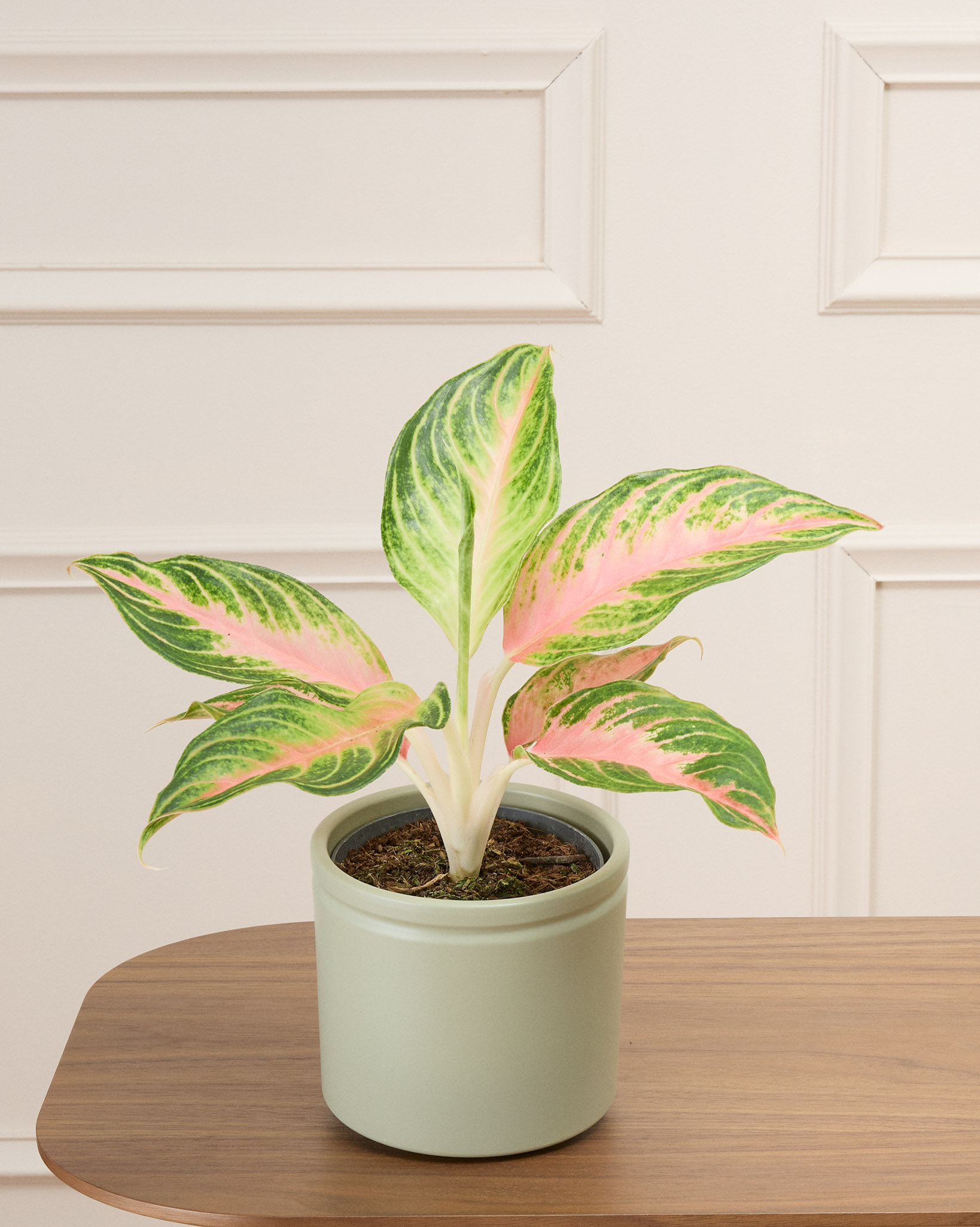 Aglaé et son cache-pot vert - Aglaonema