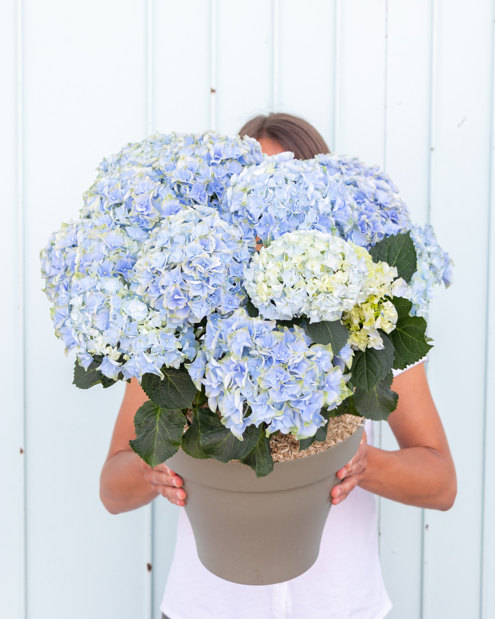 hortensia bleu