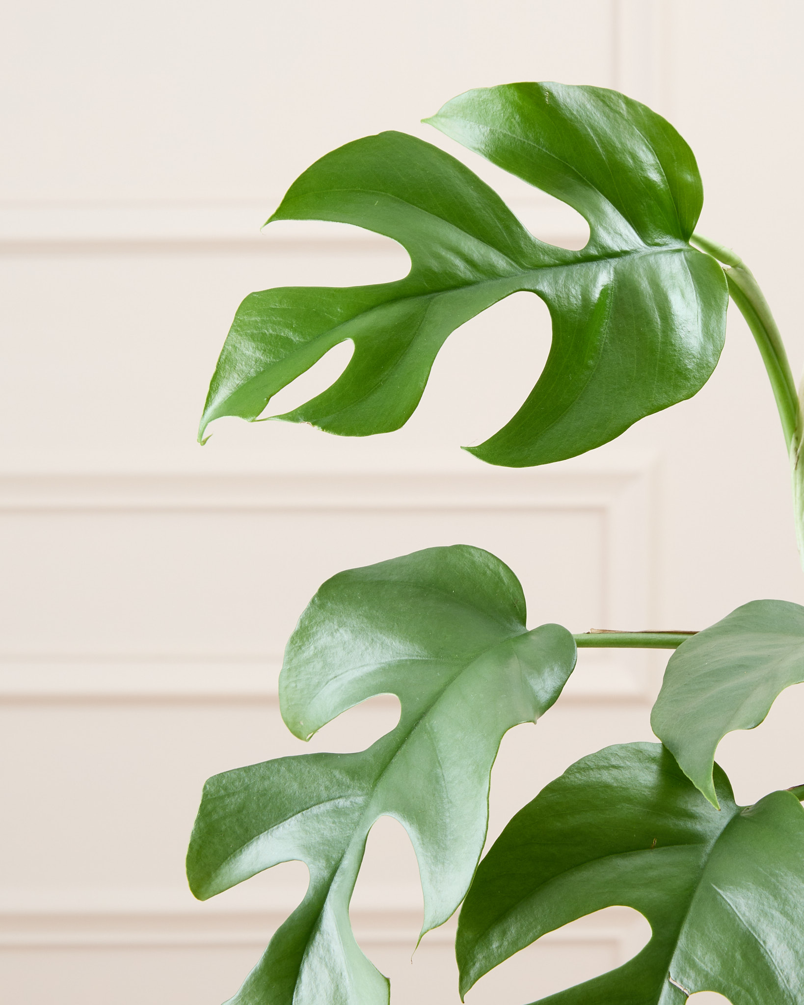 Zoom sur Donna - Monstera minima