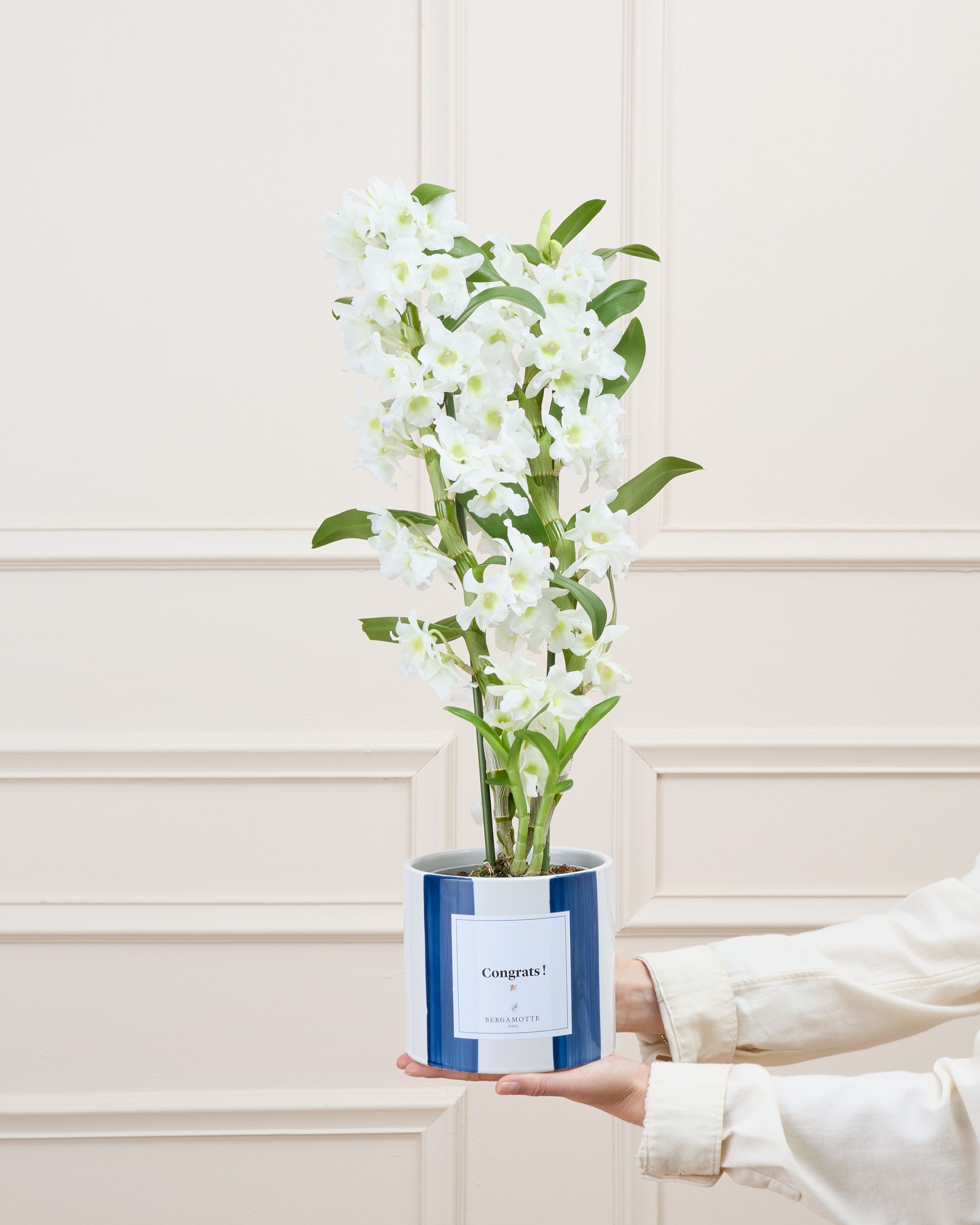 Orchidée Alba (cache-pot non vendu)