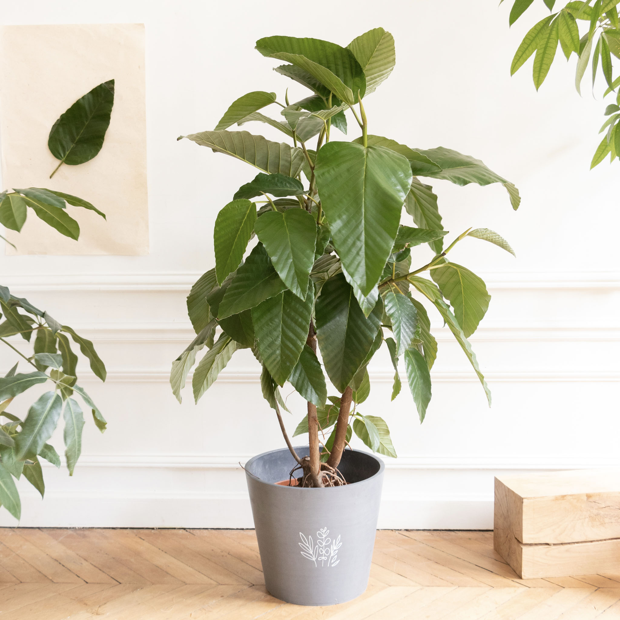 10 variétés de ficus, à avoir dans son intérieur