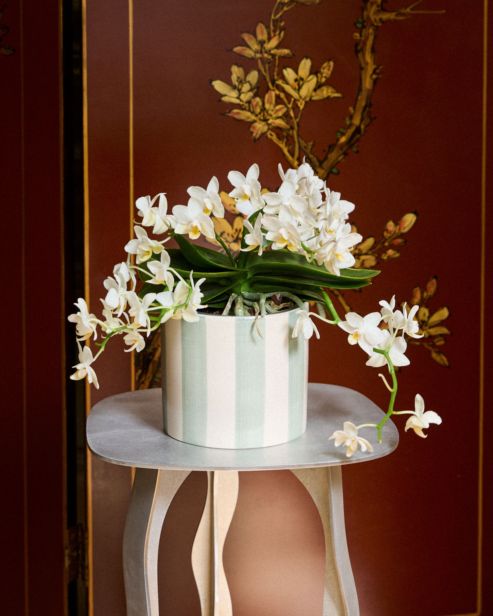 Bianca et son cache-pot rayé vert - Phalaenopsis blanc