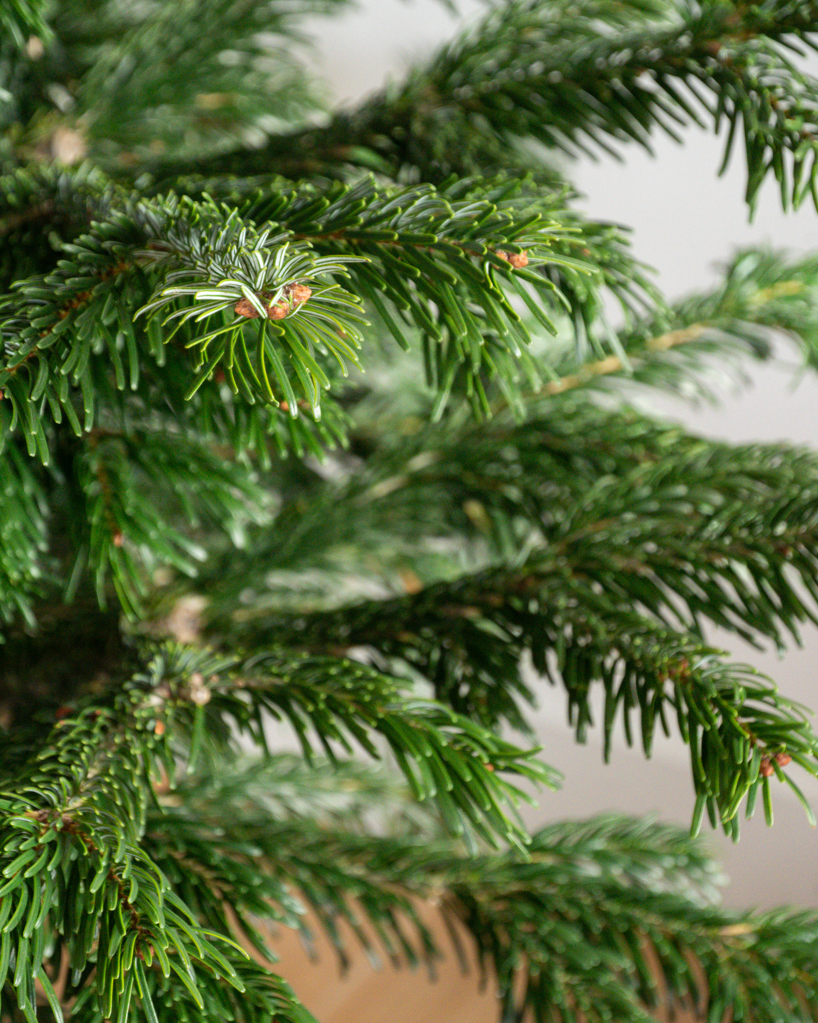 Le sapin de Nordmann naturel notre traditionnel sapin de Noël français.