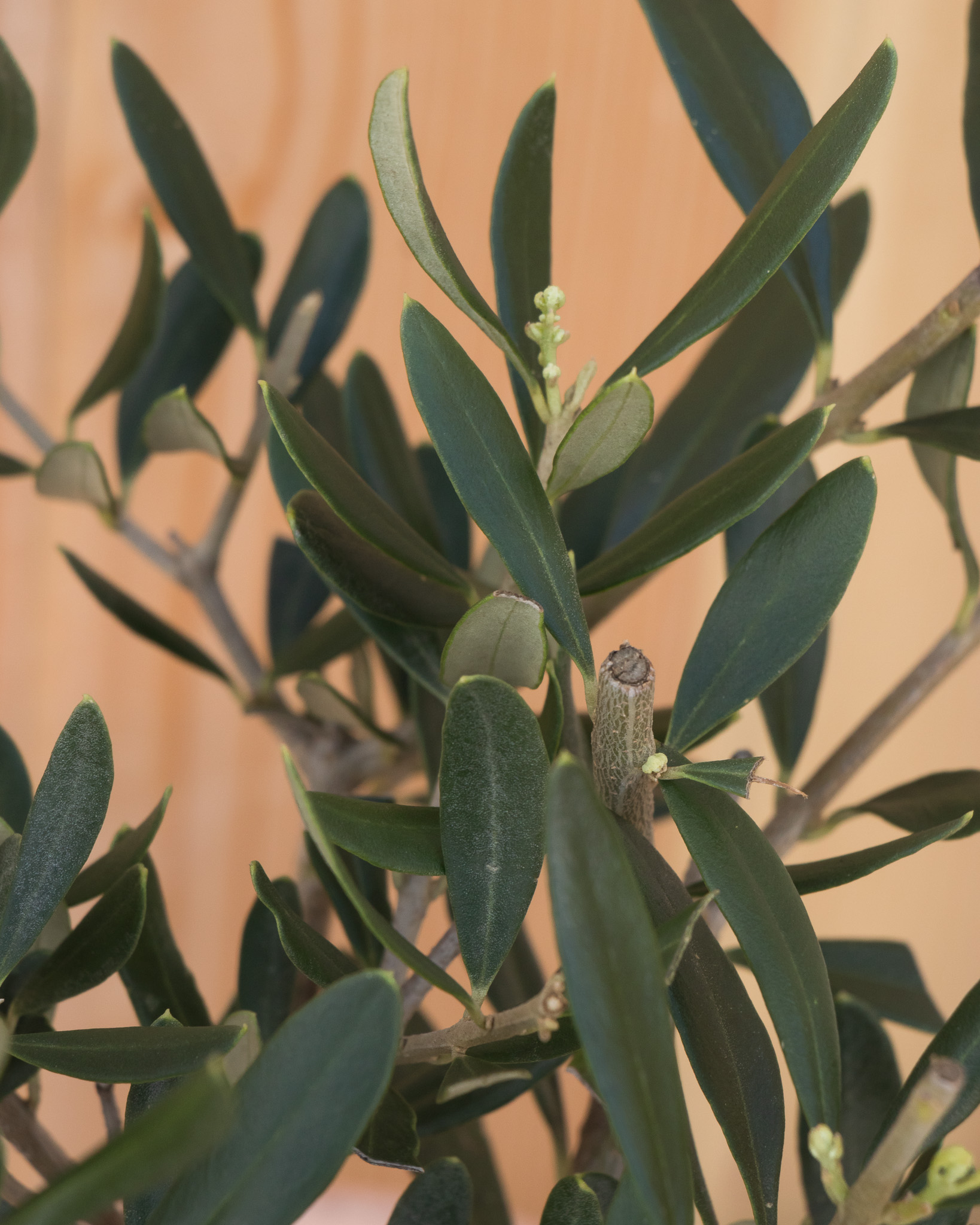 Zoom sur Milo - Olivier