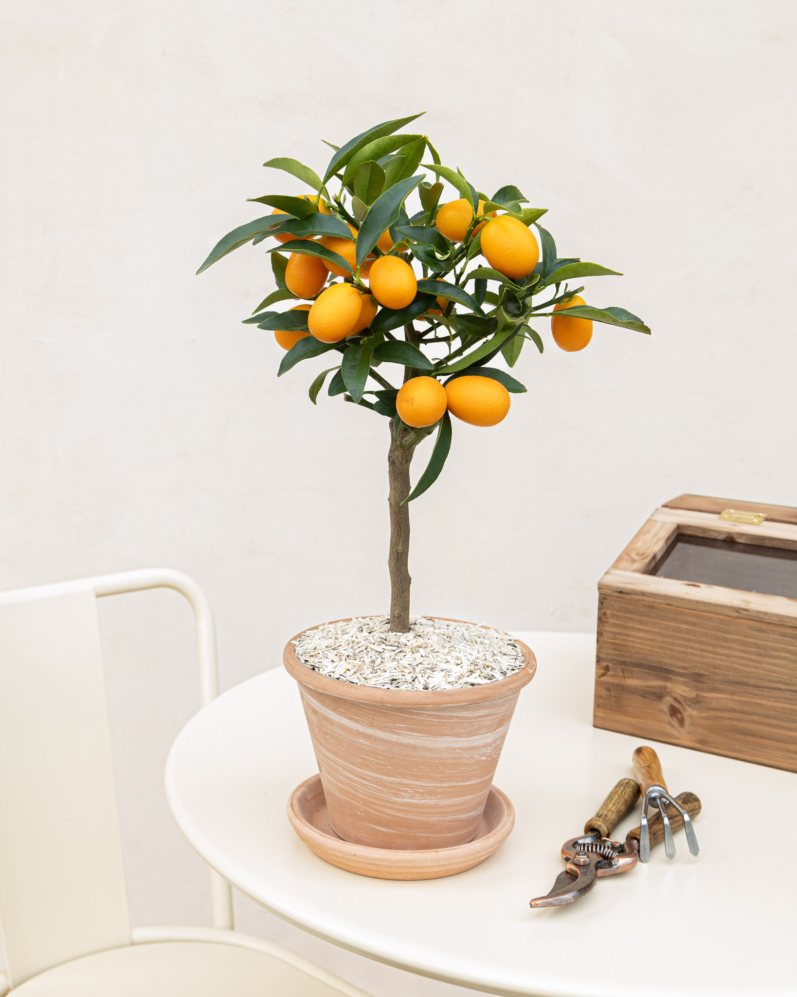 Giulia et son pot en terre cuite - Kumquat