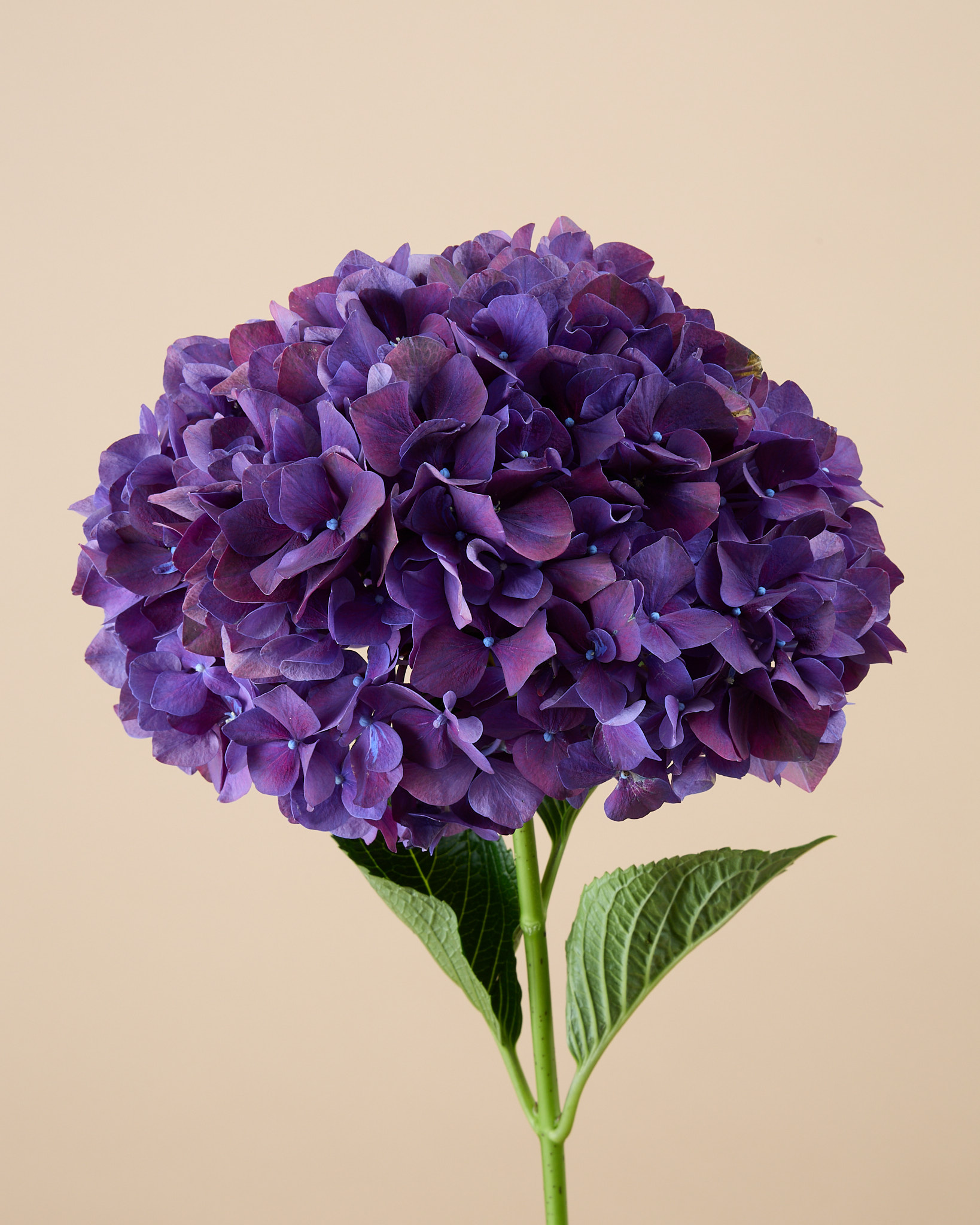 Hortensia