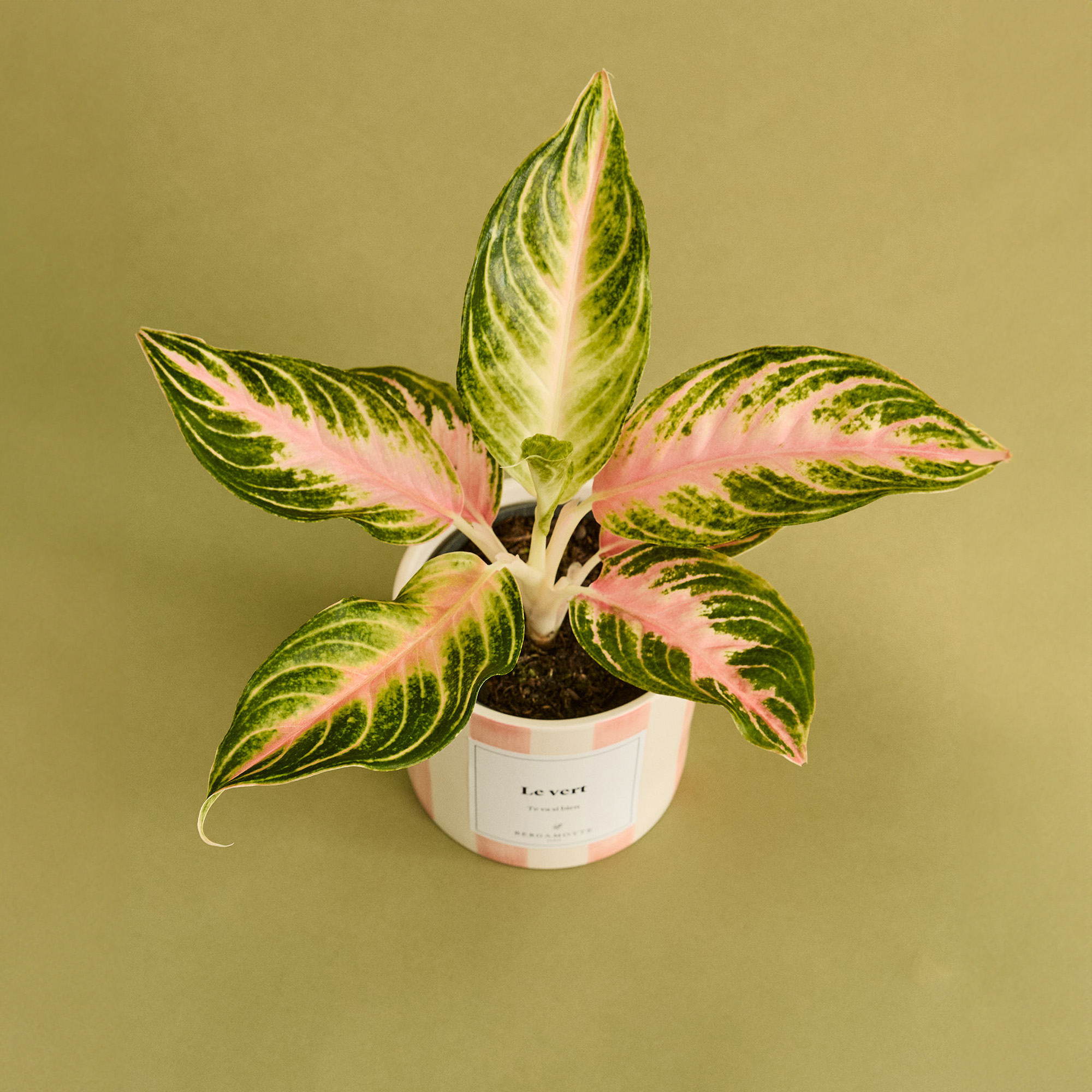 Plantes