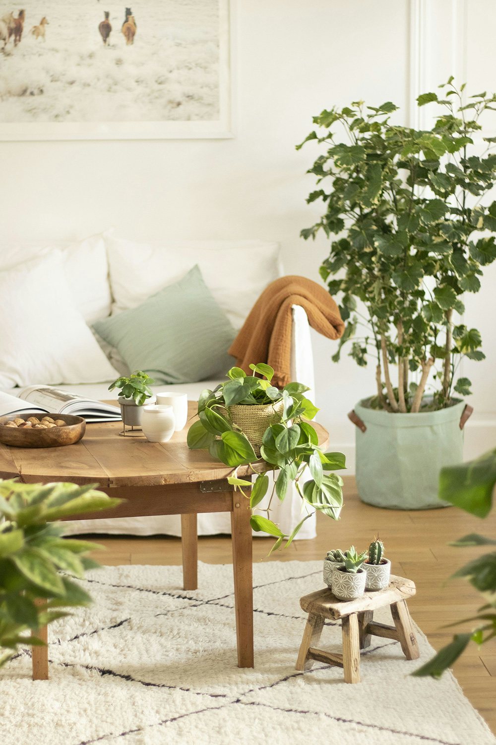 Comment choisir la plante idéale pour son salon ? | Bergamotte