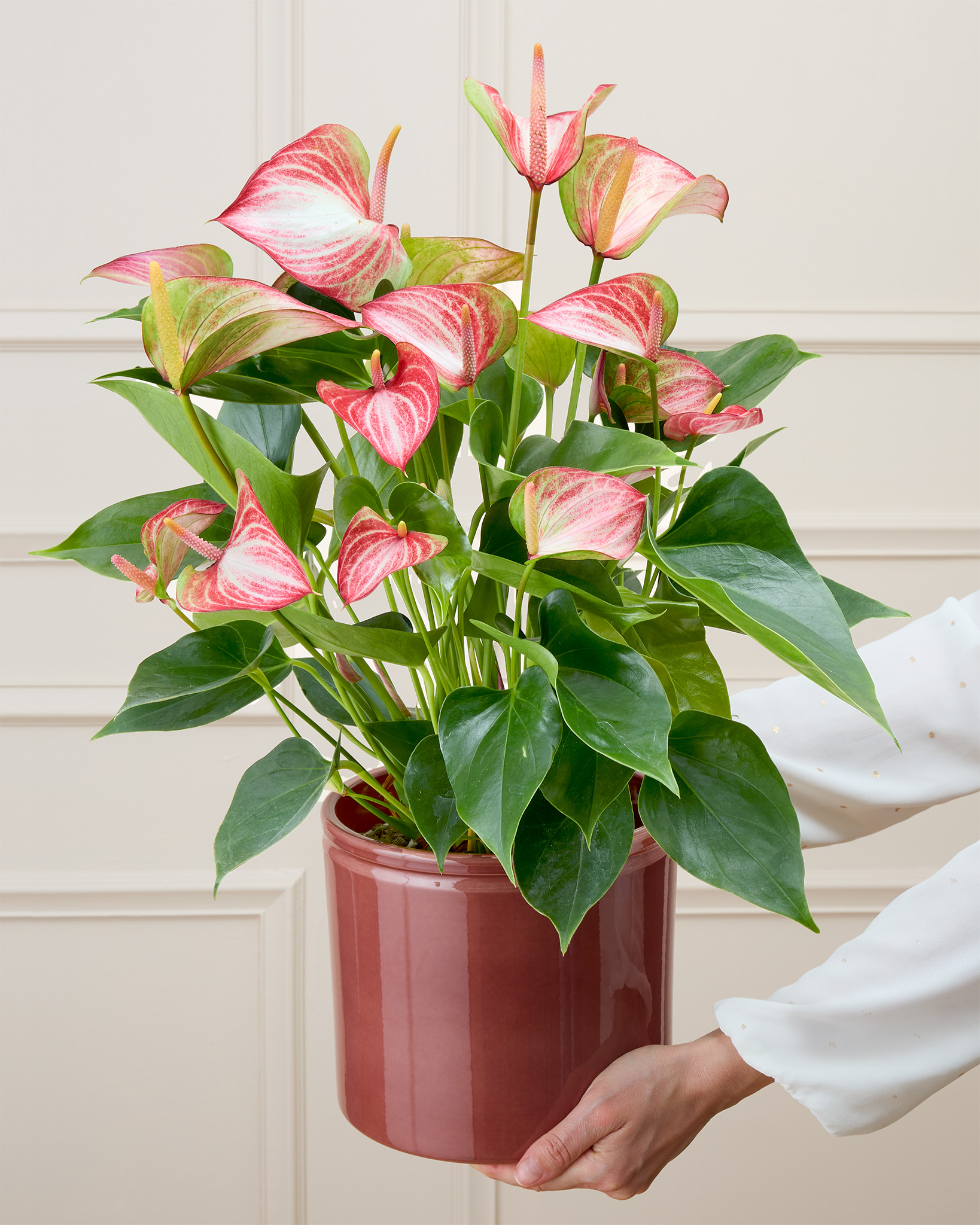 Nathanaël - Anthurium