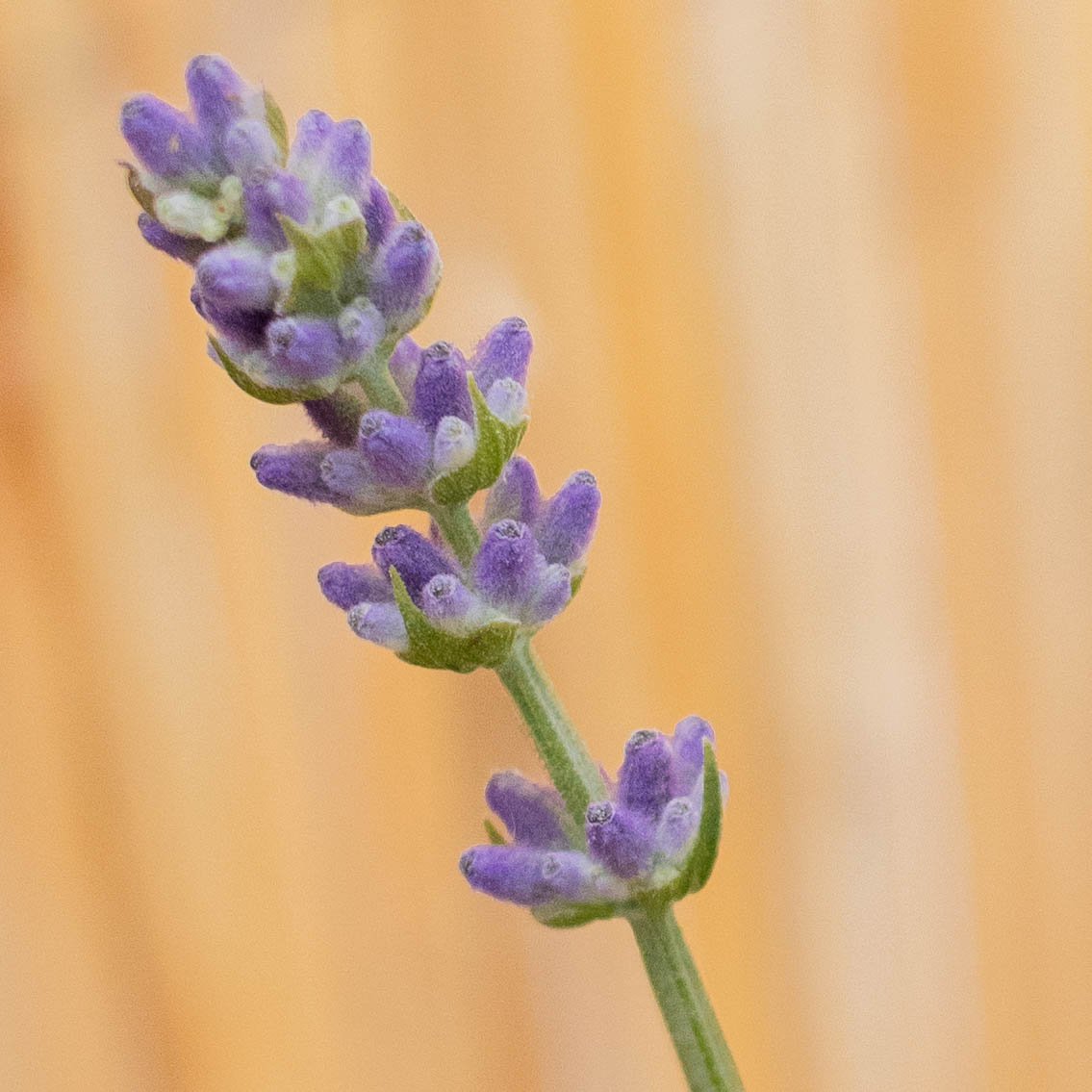 Lavande en pot : nos conseils d’entretien