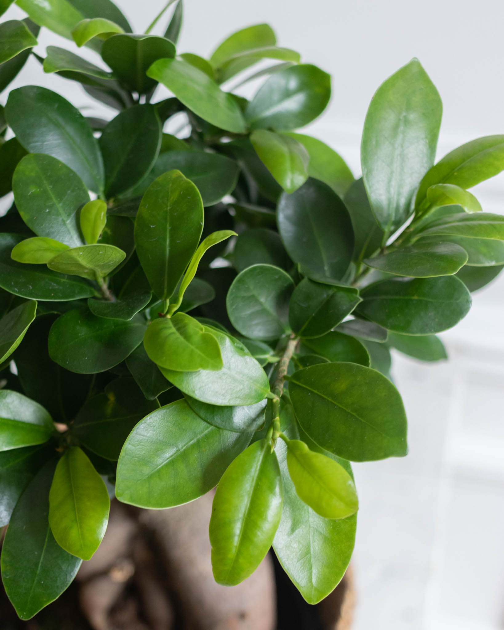 ficus-ginseng-culture