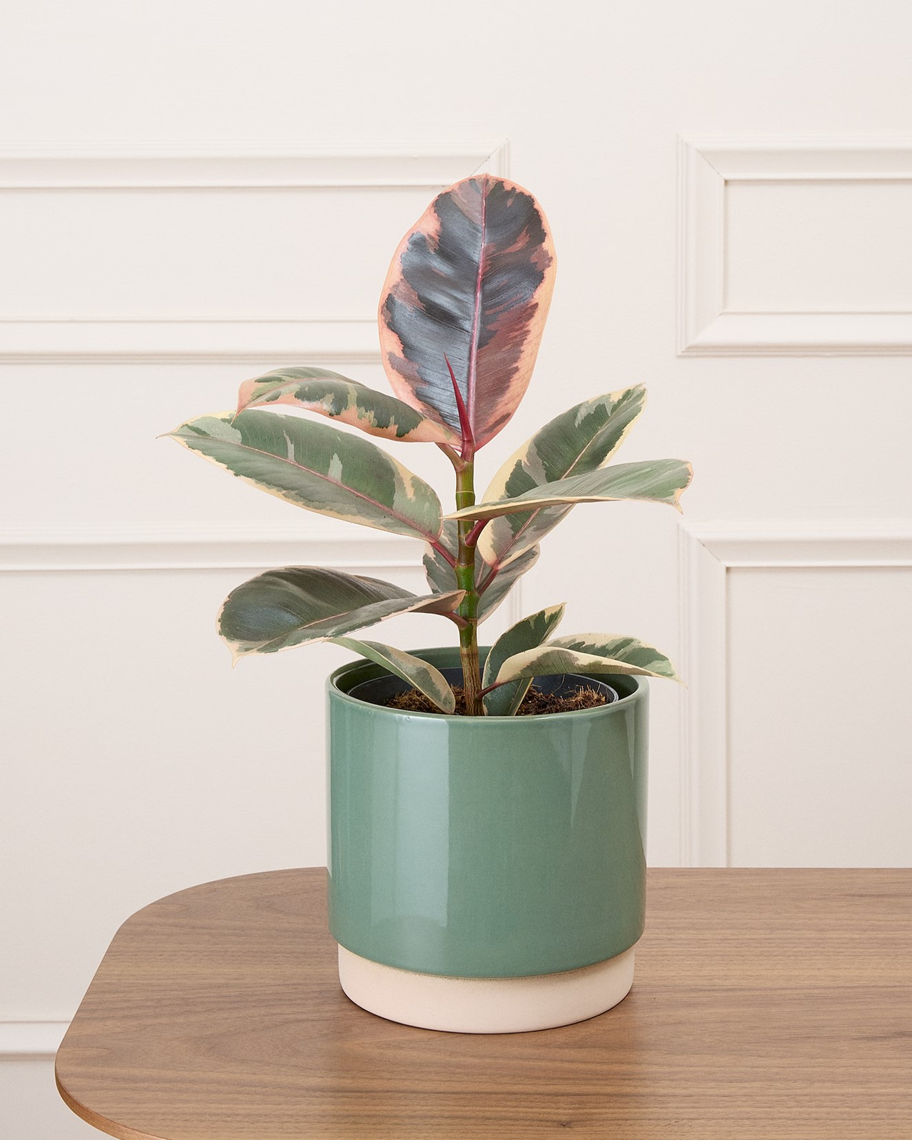 Philomène et son cache-pot vert - Ficus Belize