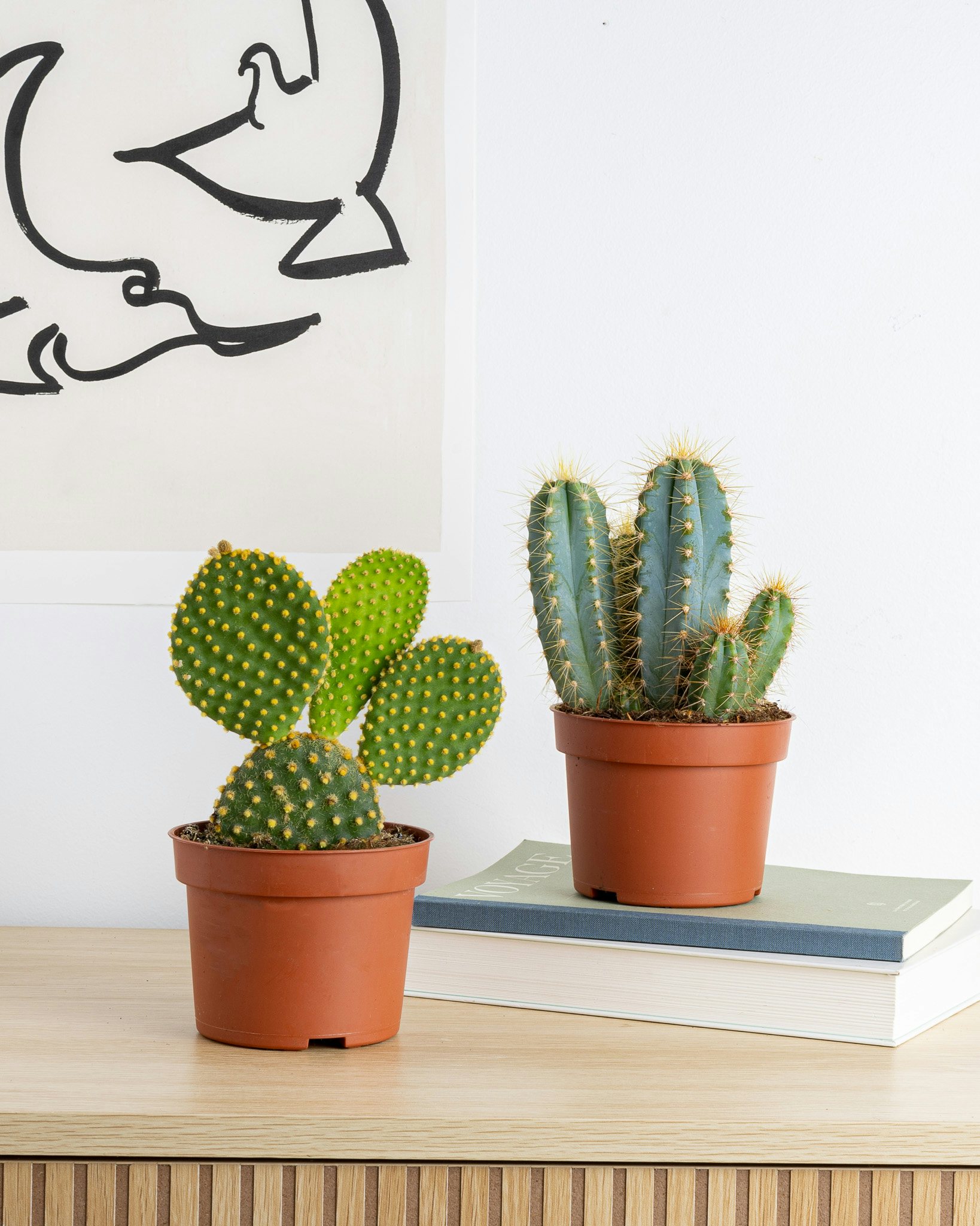 Guide essentiel pour cactus et succulentes
