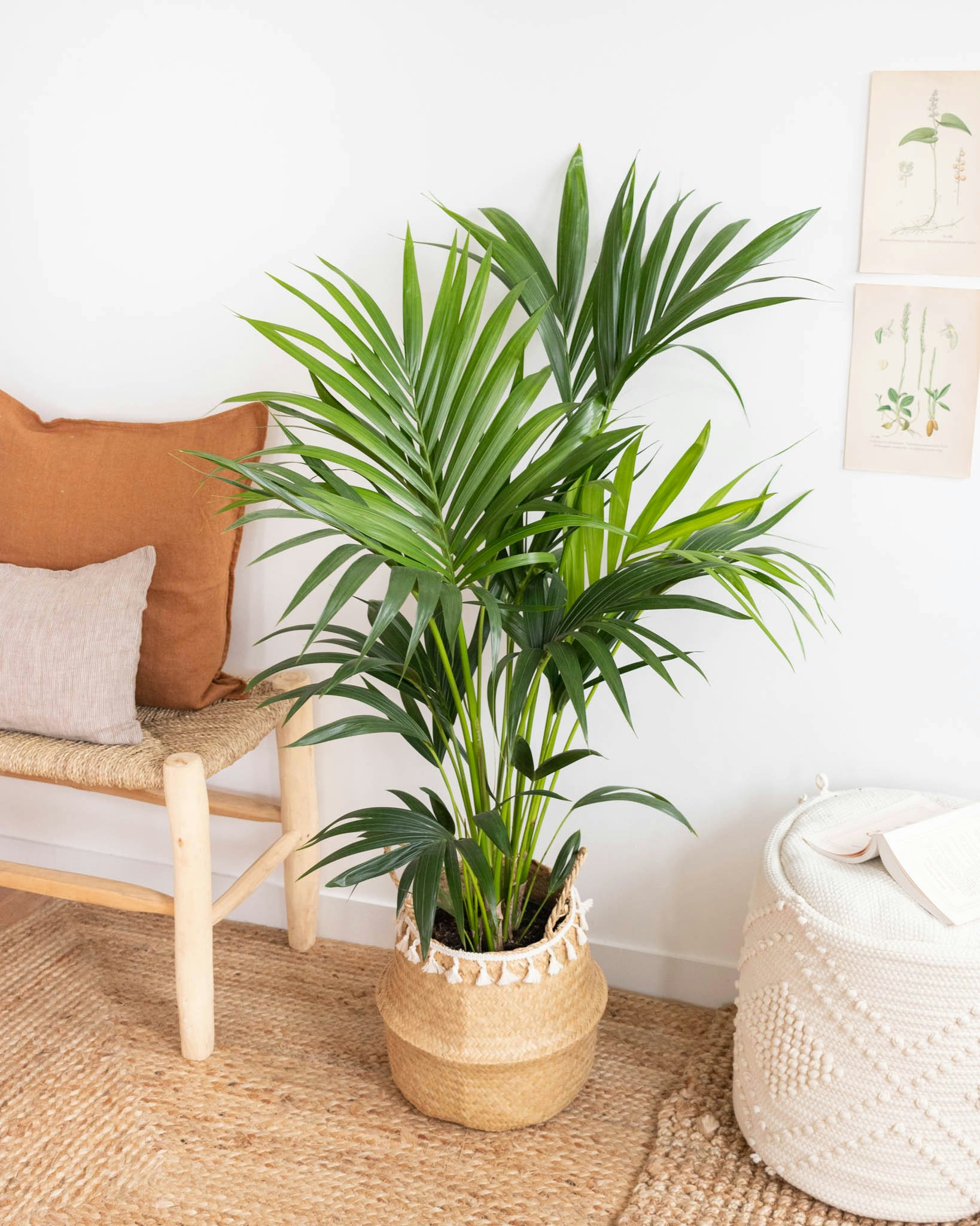 plante interieur palmier