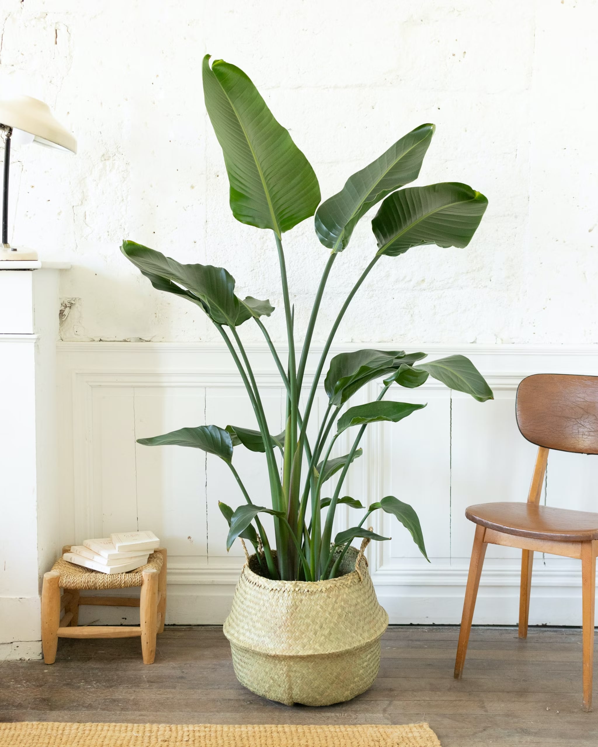 Strelitzia - Oiseau du Paradis