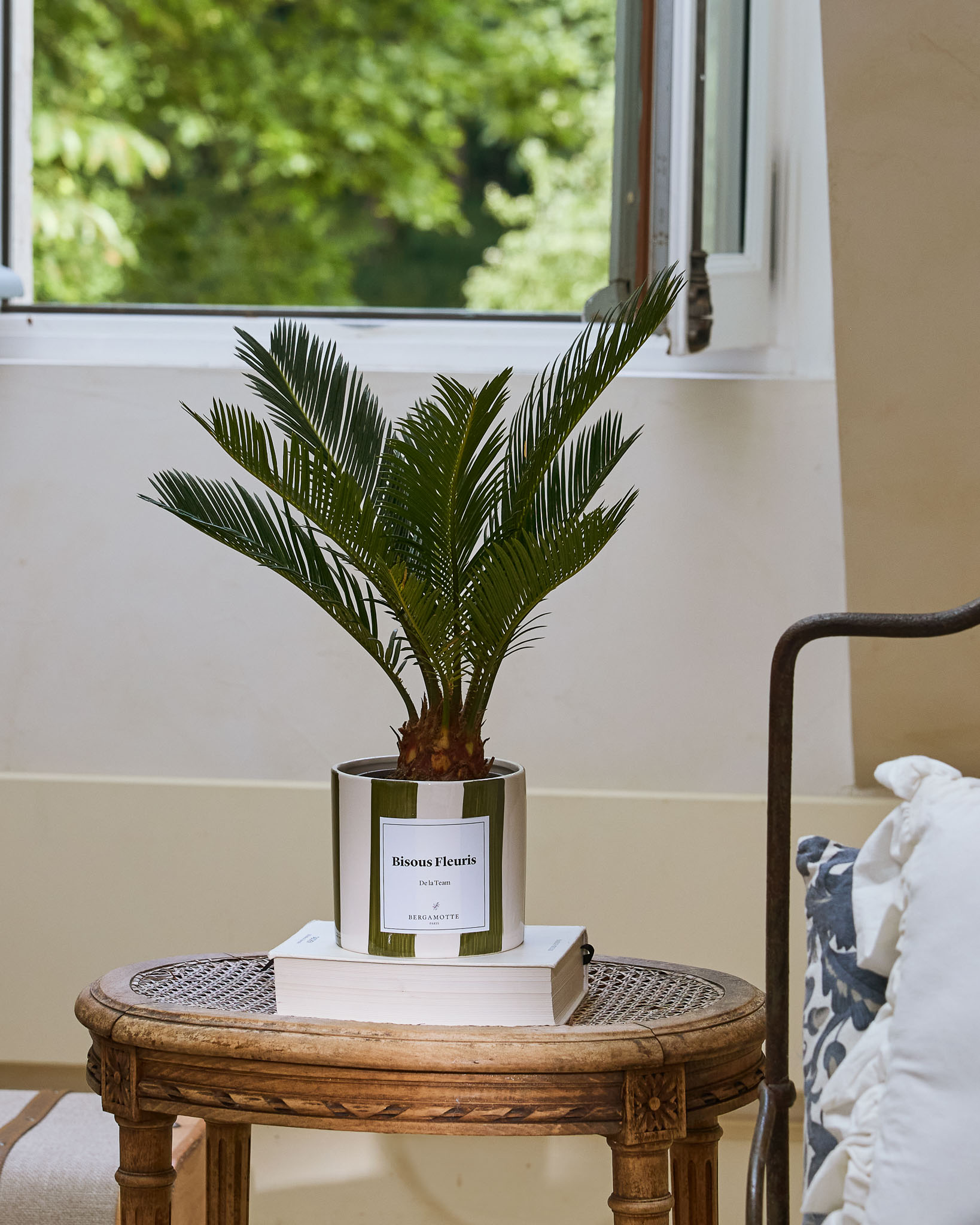 Cycas Rita