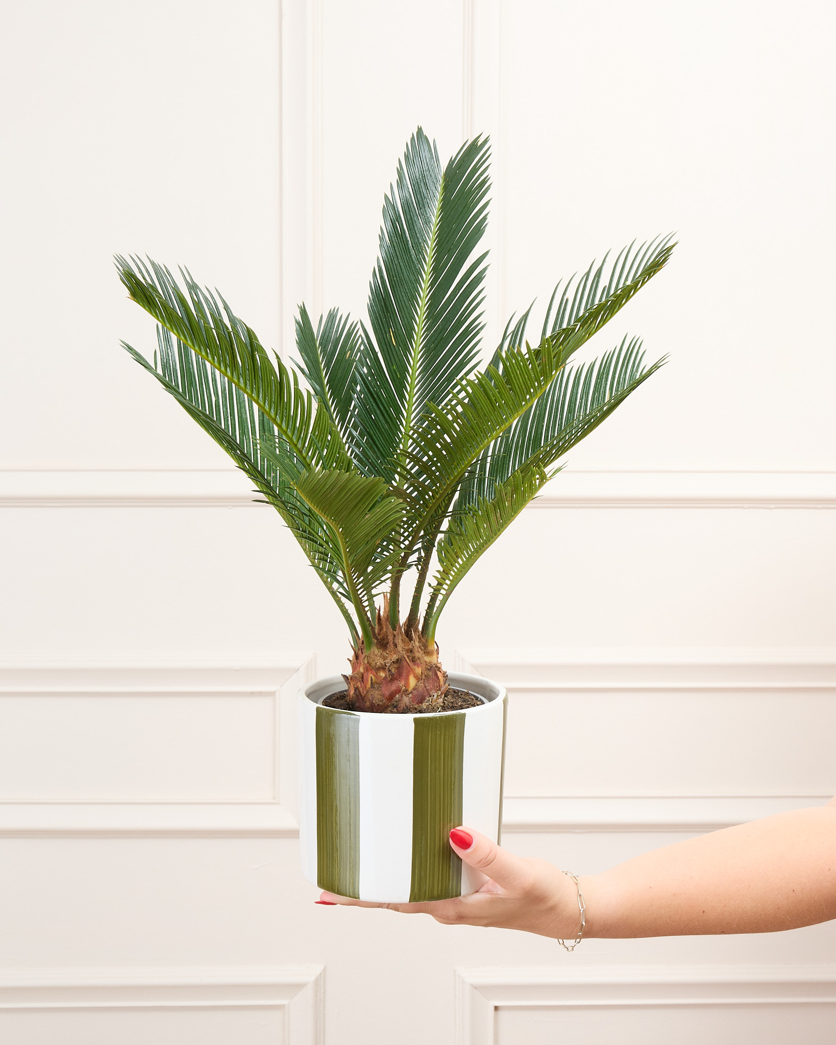 Cycas Rita