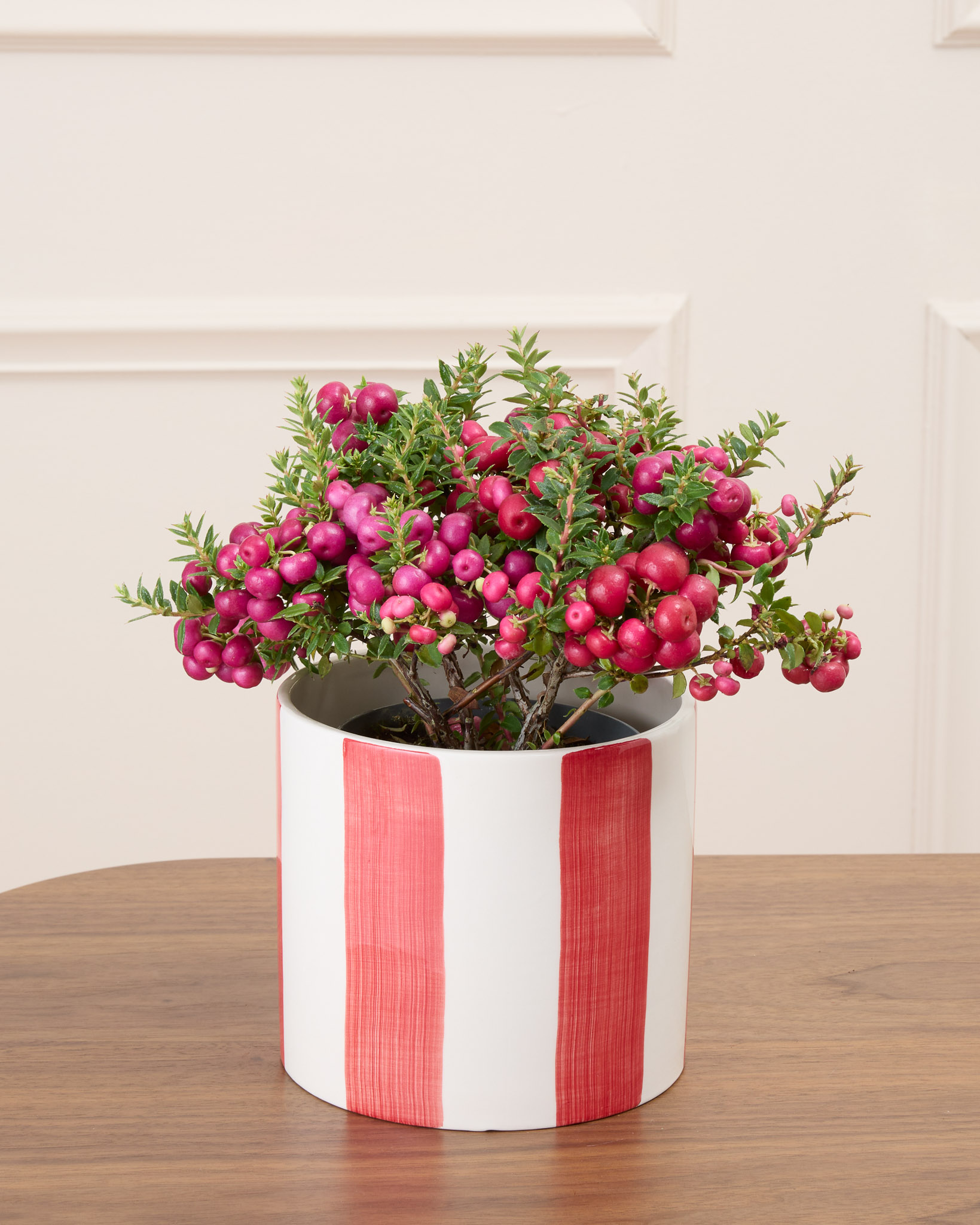 Marie et son cache-pot rayé rouge - Gaulthérie