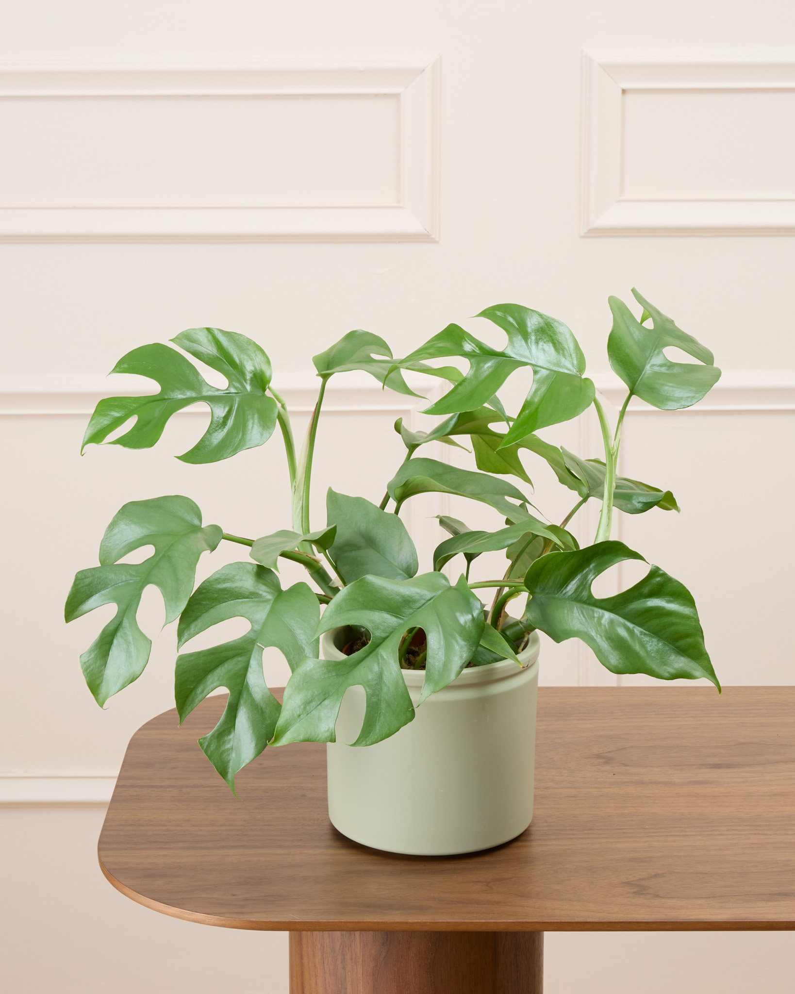 Donna et son cache-pot vert - Monstera minima