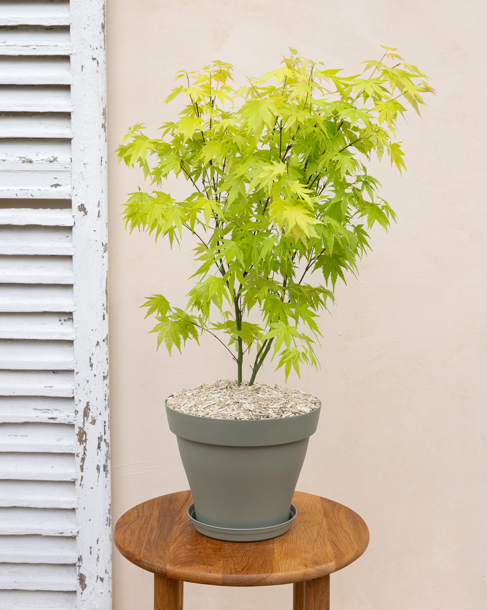 Hana - Érable du Japon