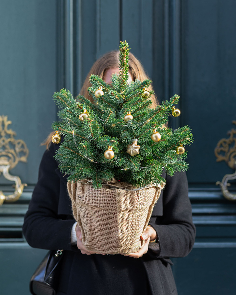 sapin de noel en pot