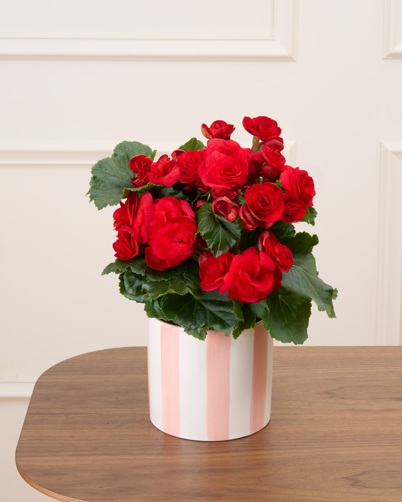 Mona et son cache-pot rayé rose - Bégonia