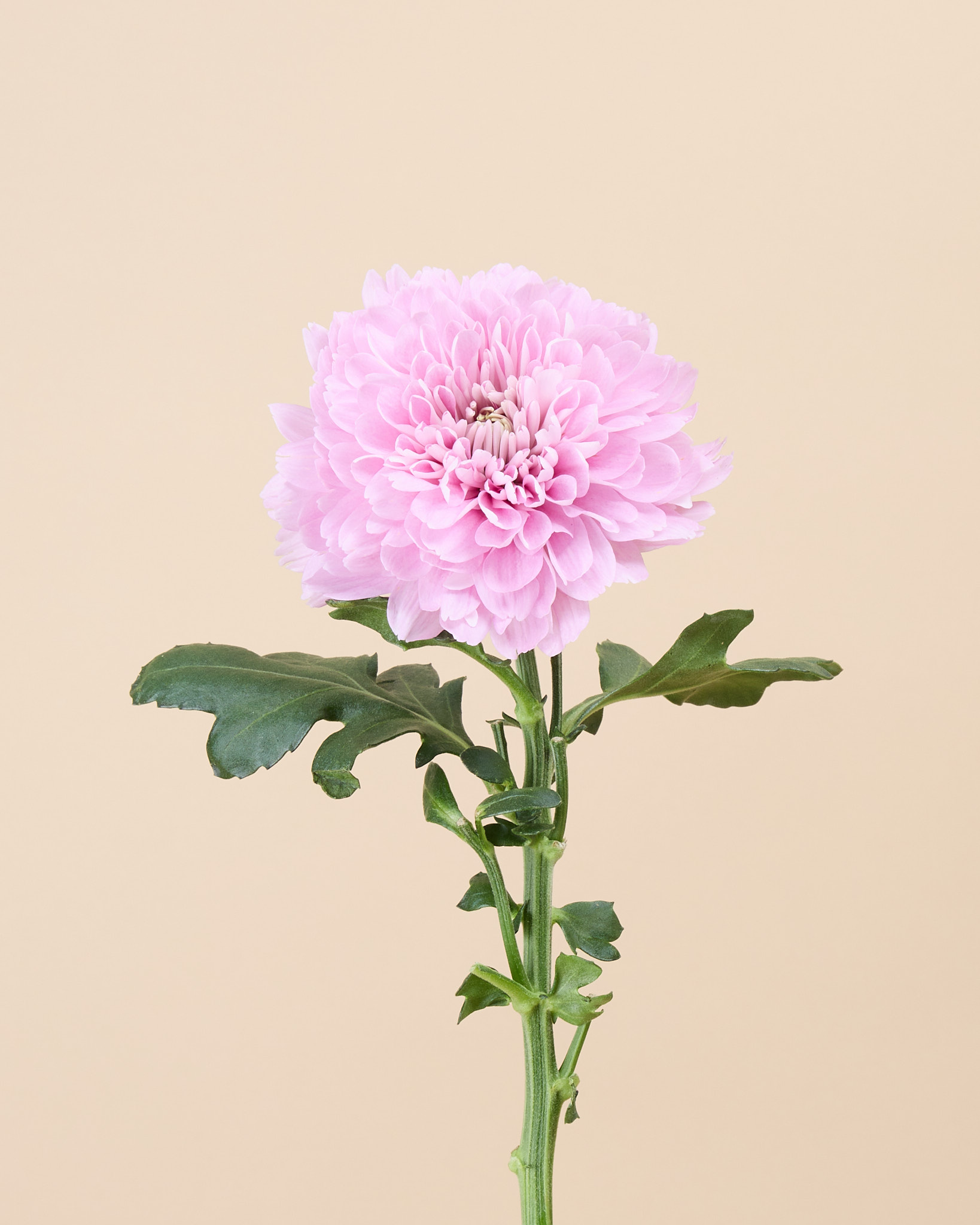 Chrysanthème uniflore rose