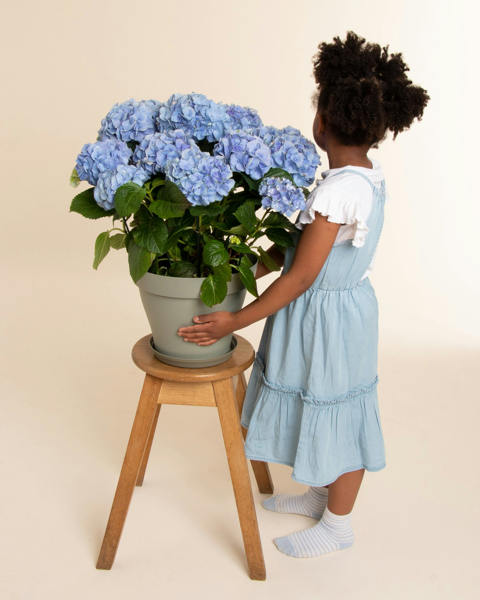 L'Hortensia bleu Éléonore : le cadeau fleuri idéal pour la Fête des Mères
