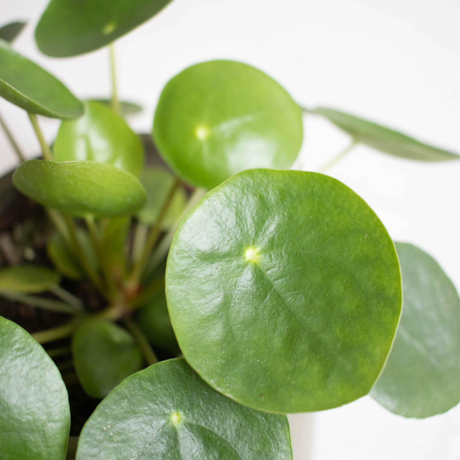 pilea-feuille
